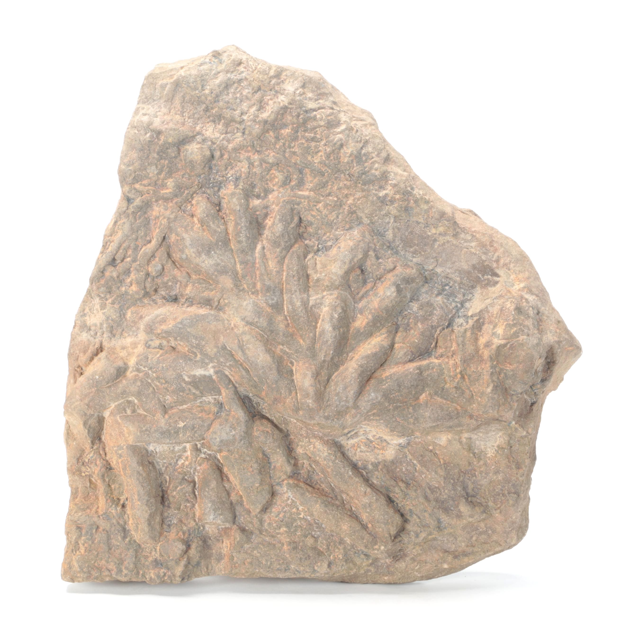 Composite Algae Fossil in Matrix