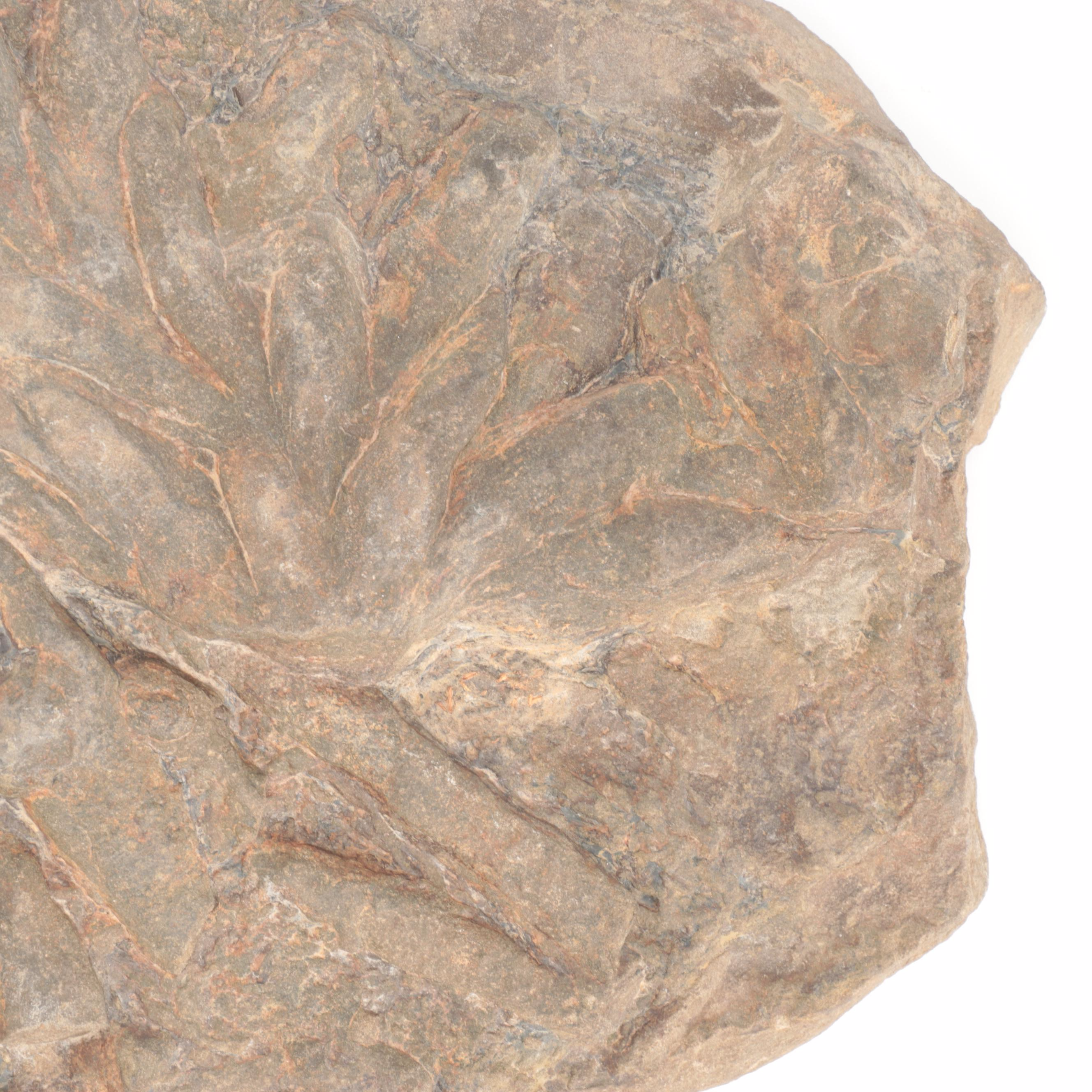 Composite Algae Fossil in Matrix