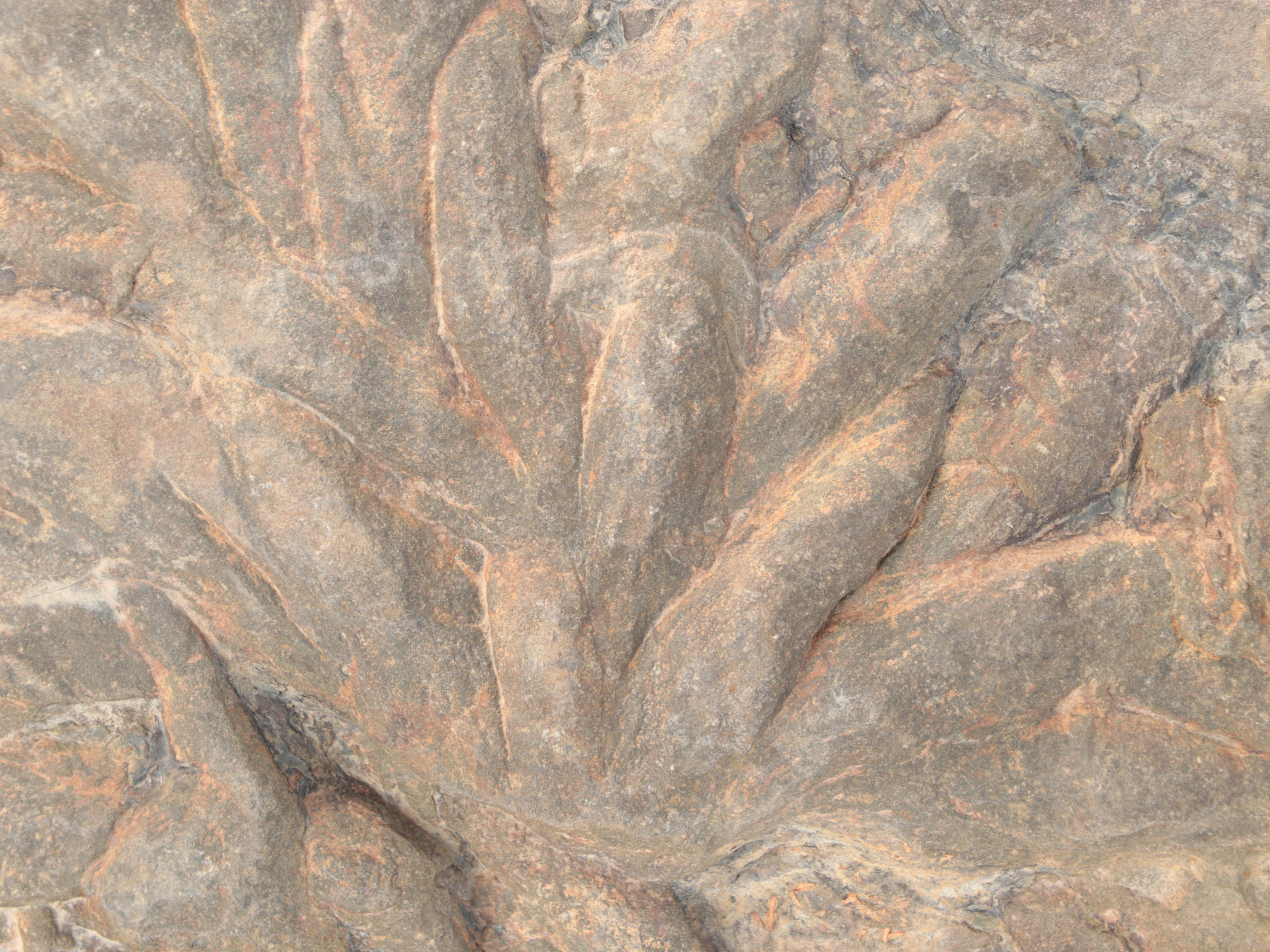 Composite Algae Fossil in Matrix