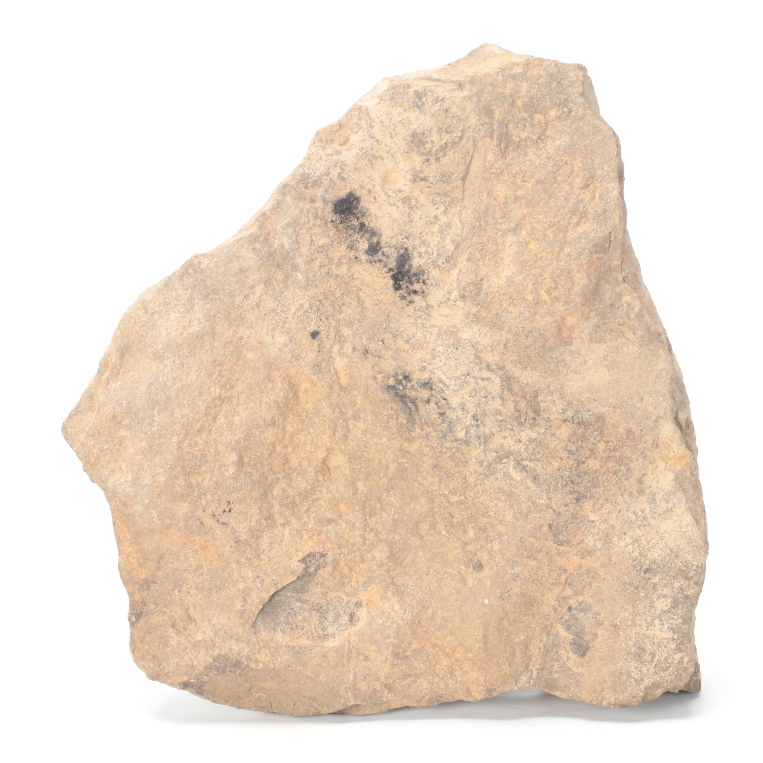 Composite Algae Fossil in Matrix