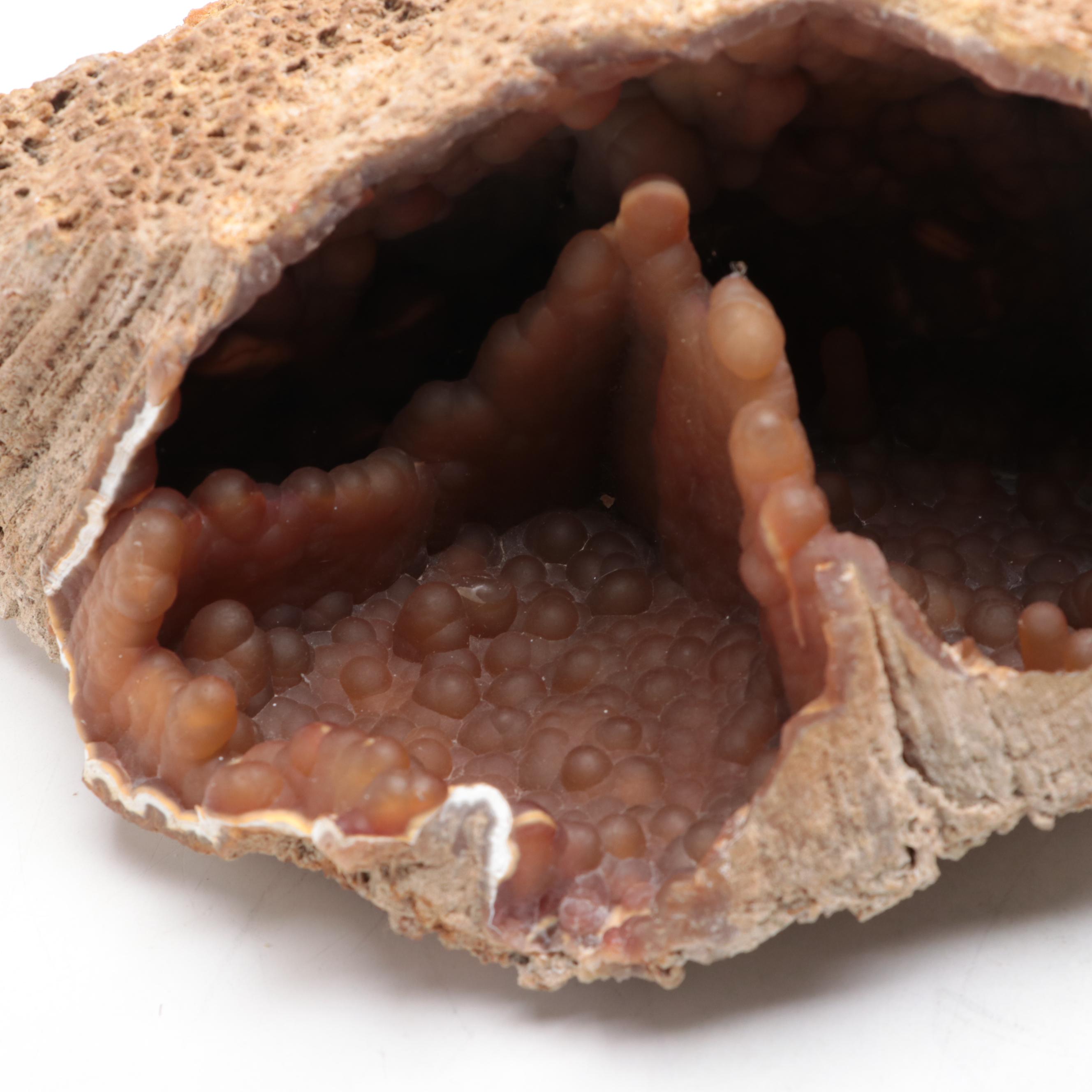 Agatized Coral Fossil Specimen