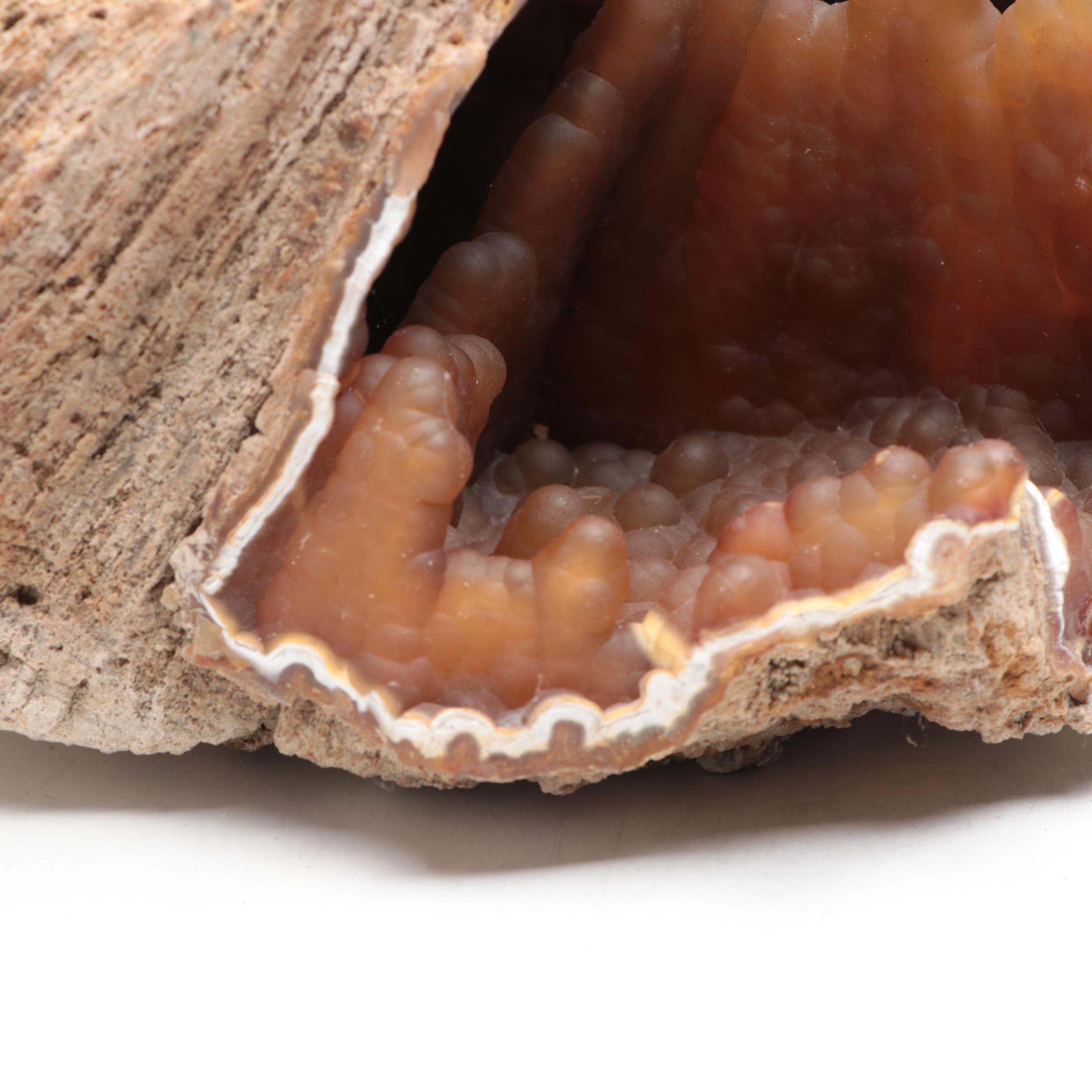 Agatized Coral Fossil Specimen