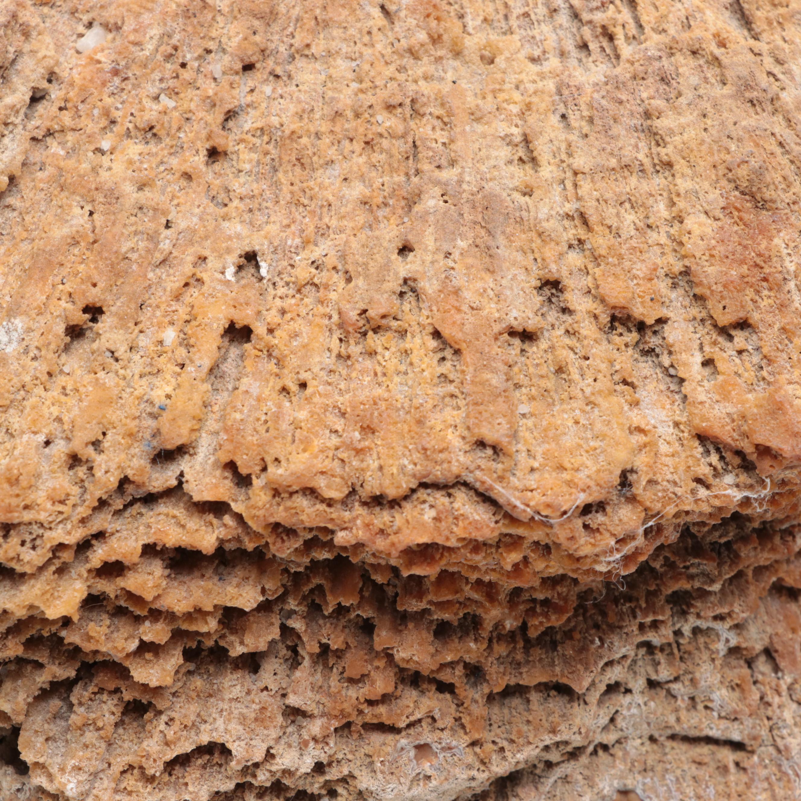 Agatized Coral Fossil Specimen