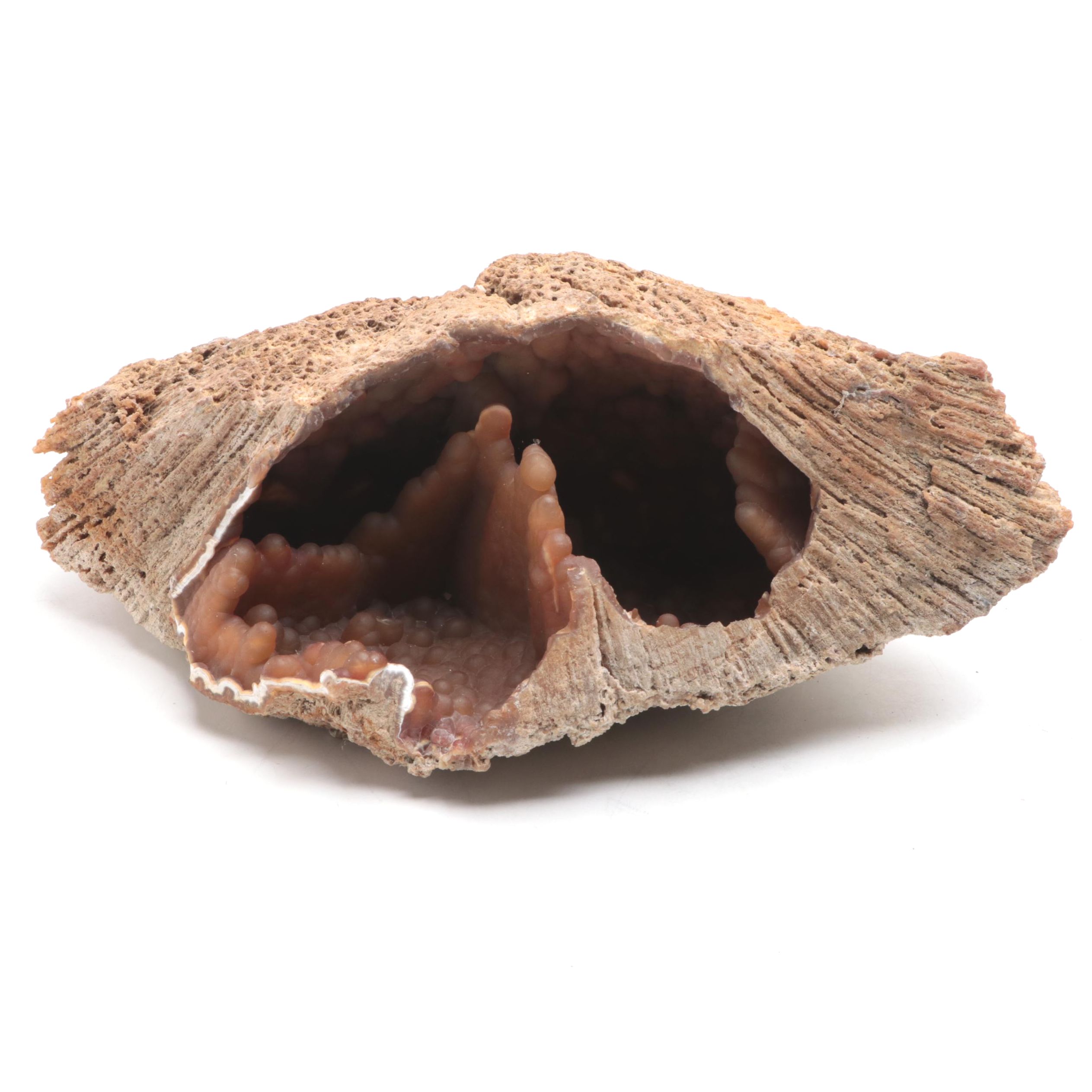 Agatized Coral Fossil Specimen