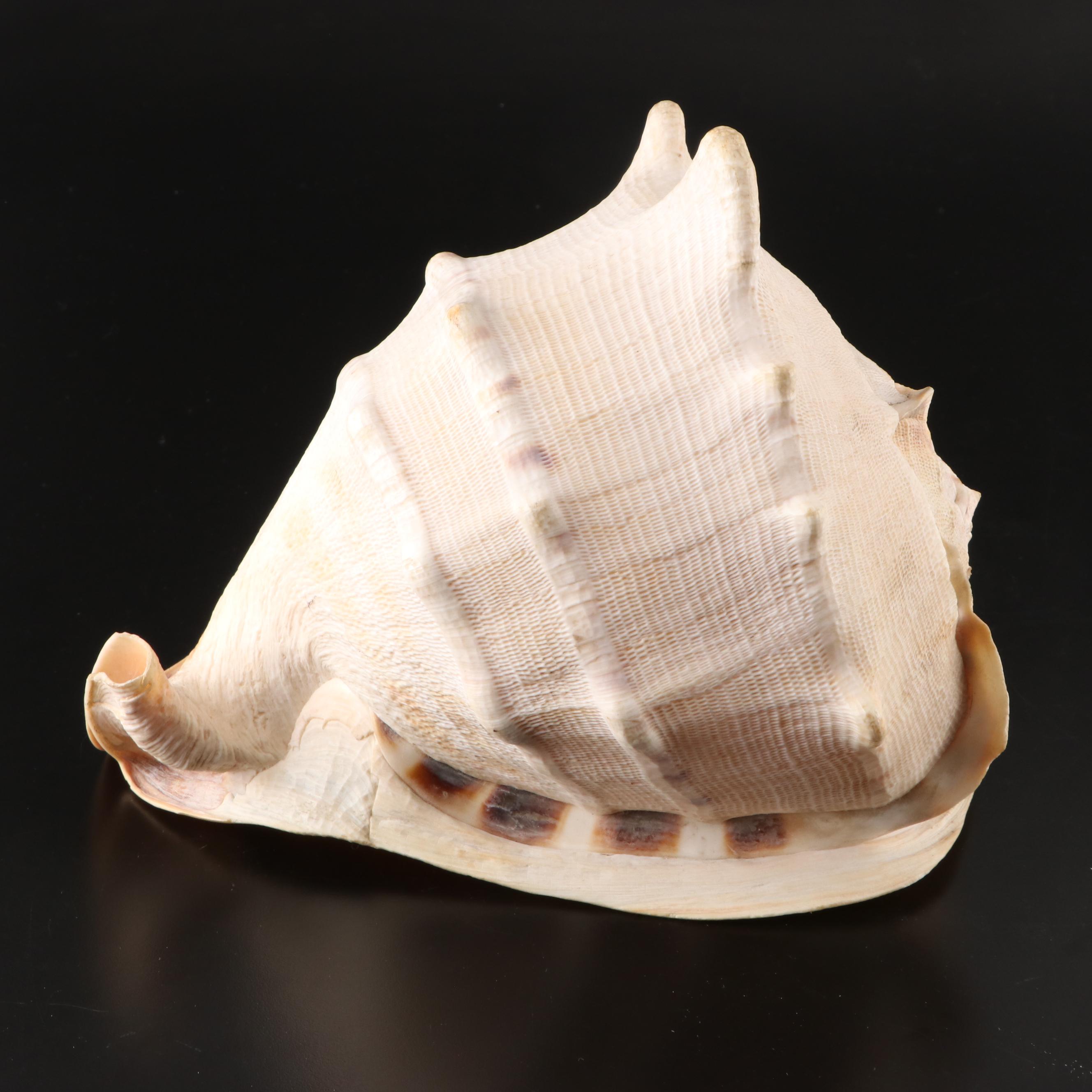 Queen Helmet Horned Shell