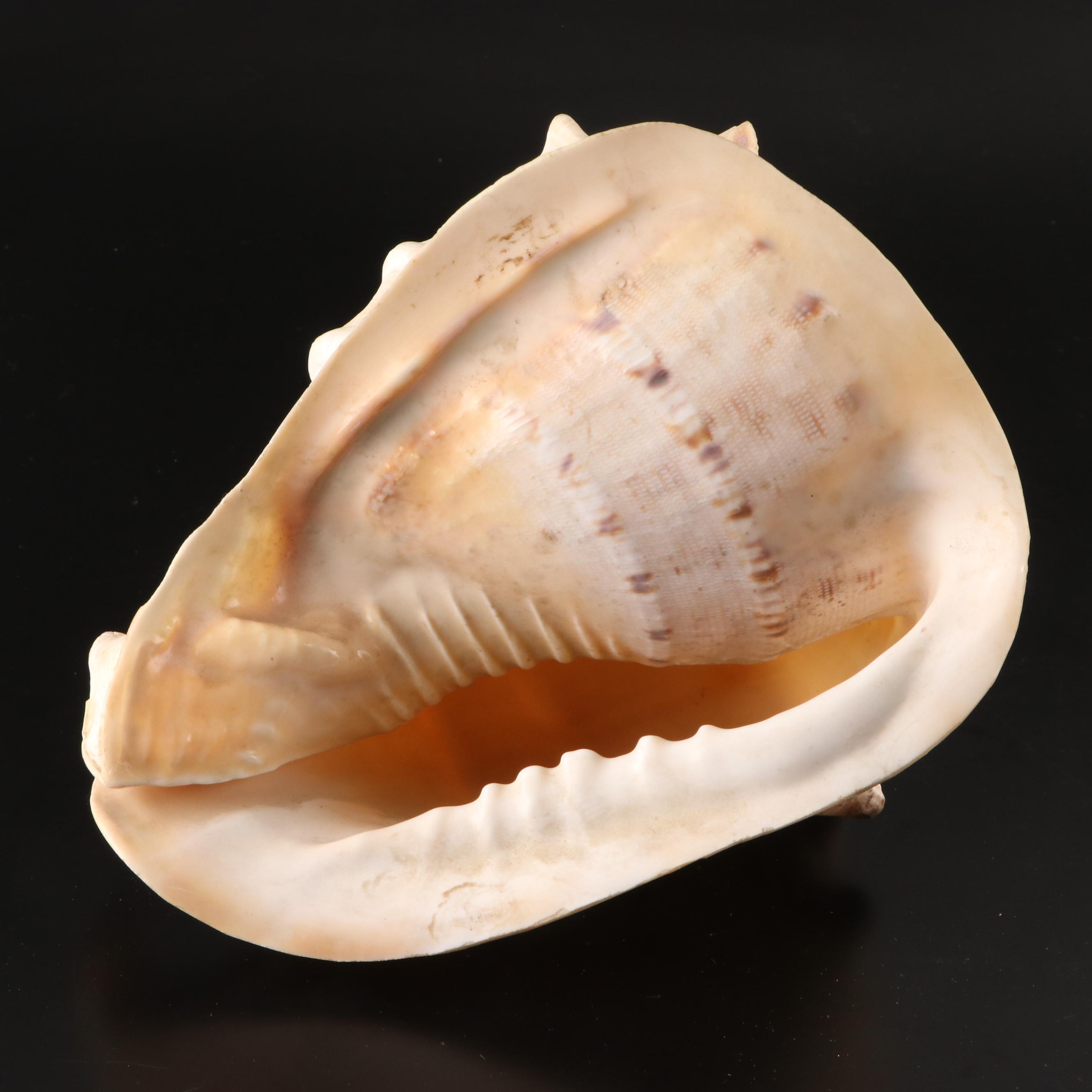 Queen Helmet Horned Shell