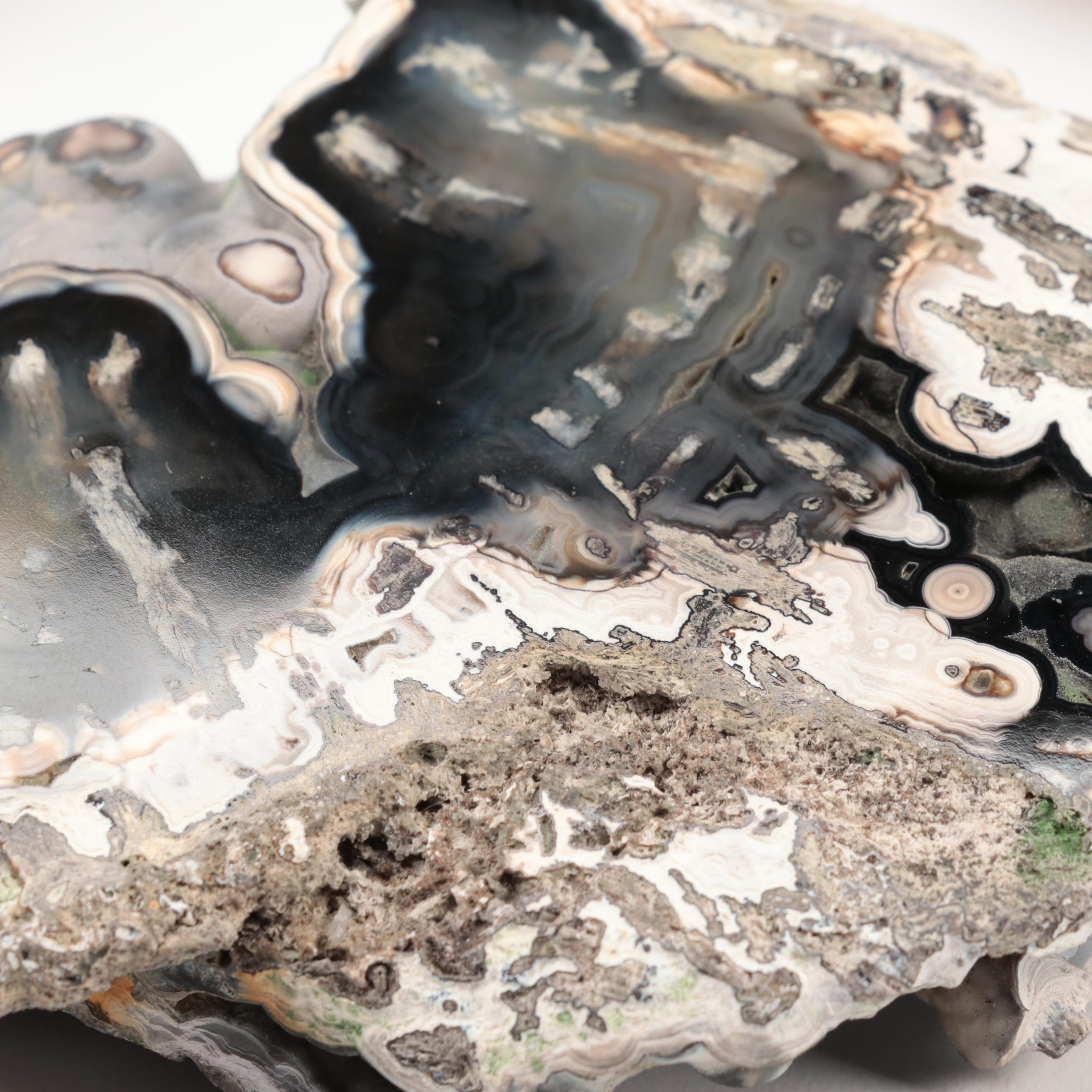 Three Agatized Fossil Coral Specimens