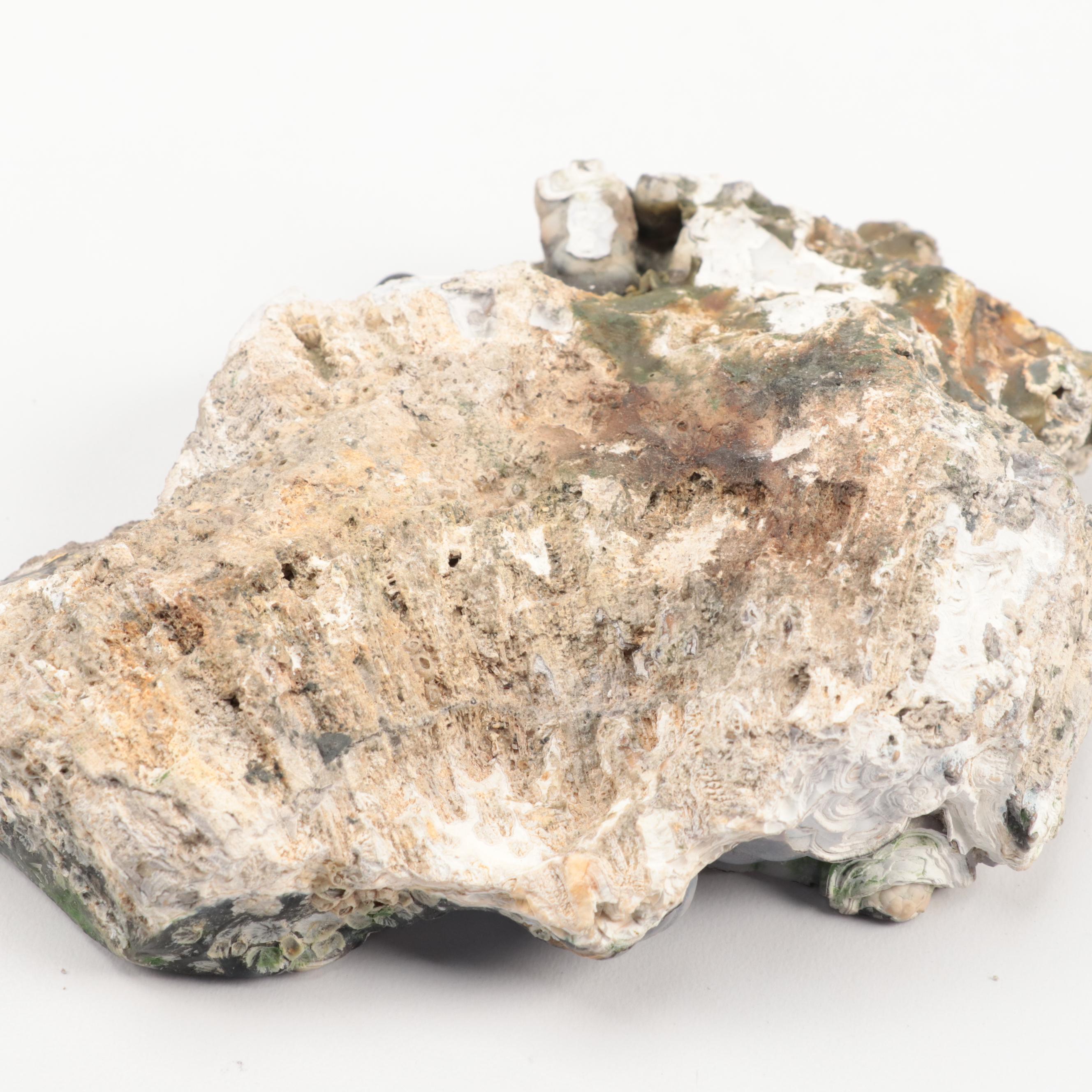 Three Agatized Fossil Coral Specimens