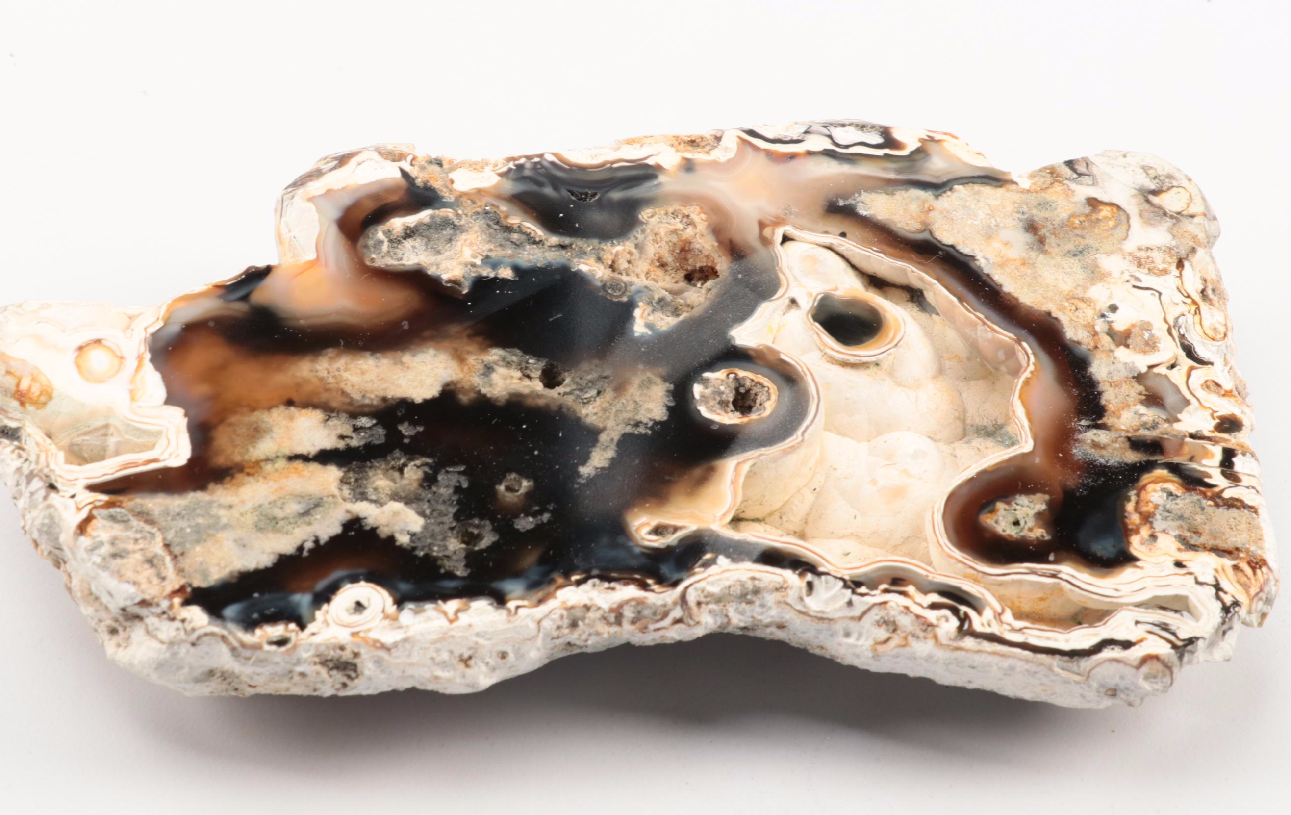 Three Agatized Fossil Coral Specimens