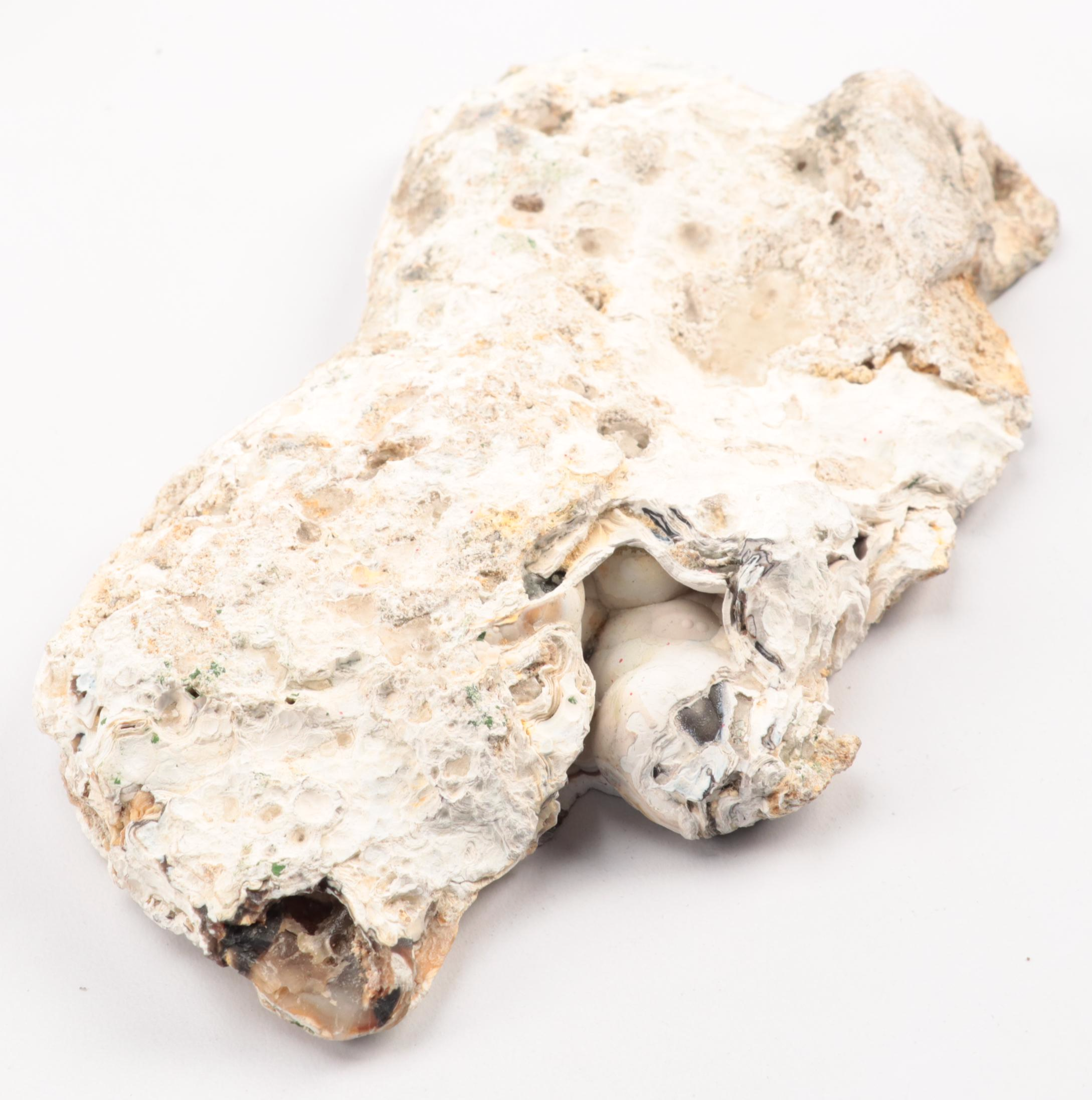 Three Agatized Fossil Coral Specimens