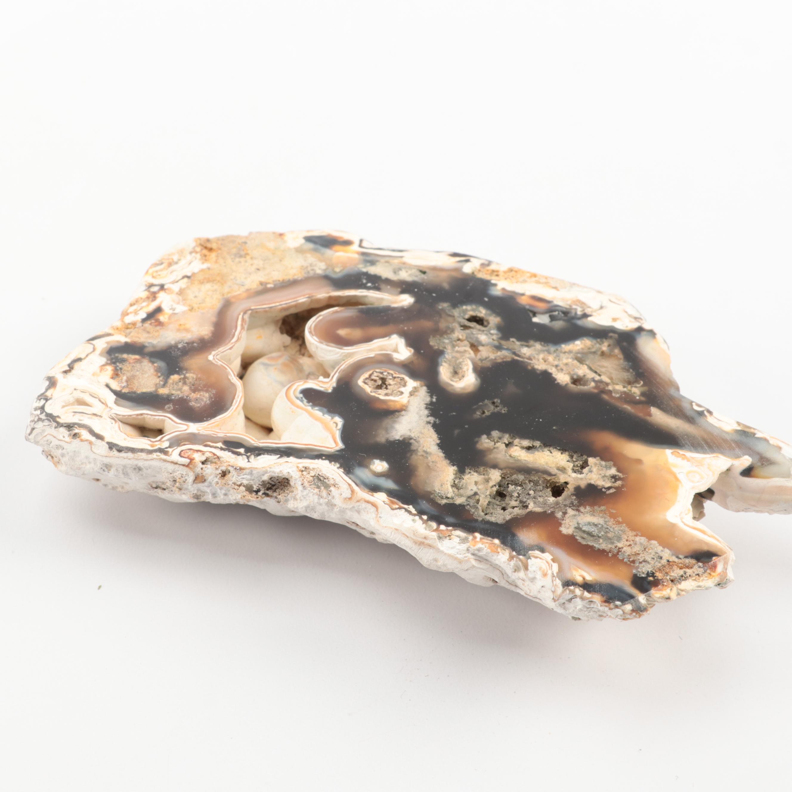 Three Agatized Fossil Coral Specimens