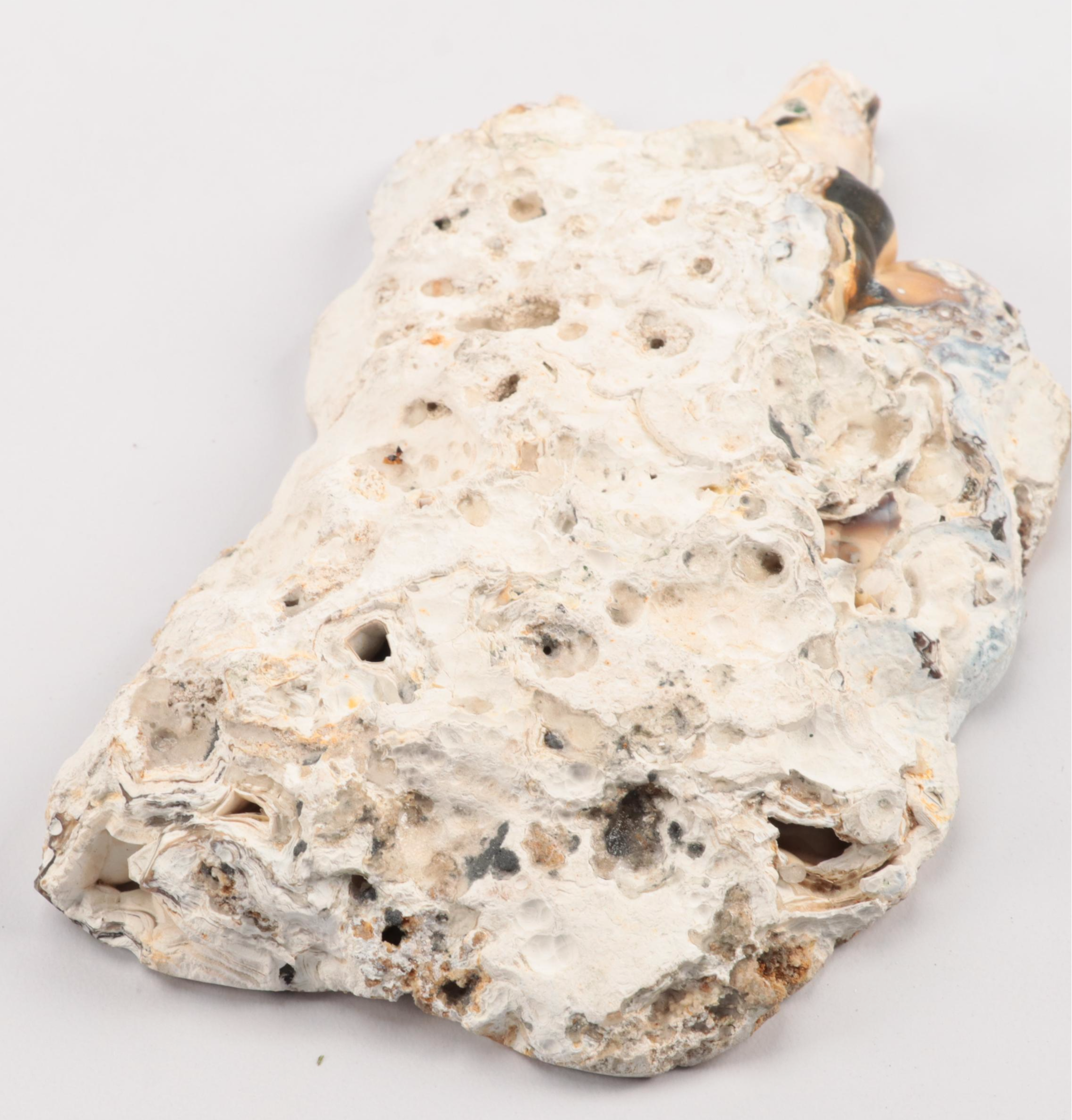 Three Agatized Fossil Coral Specimens