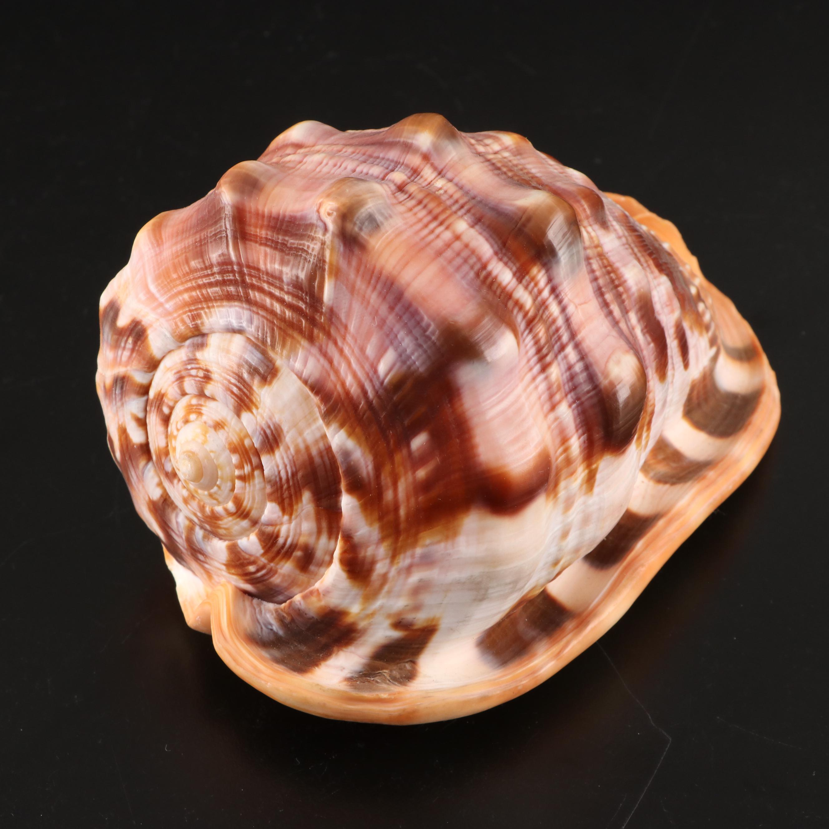 Queen Conchs With Helmet Conch, Ribbed Harp and Murex Shells