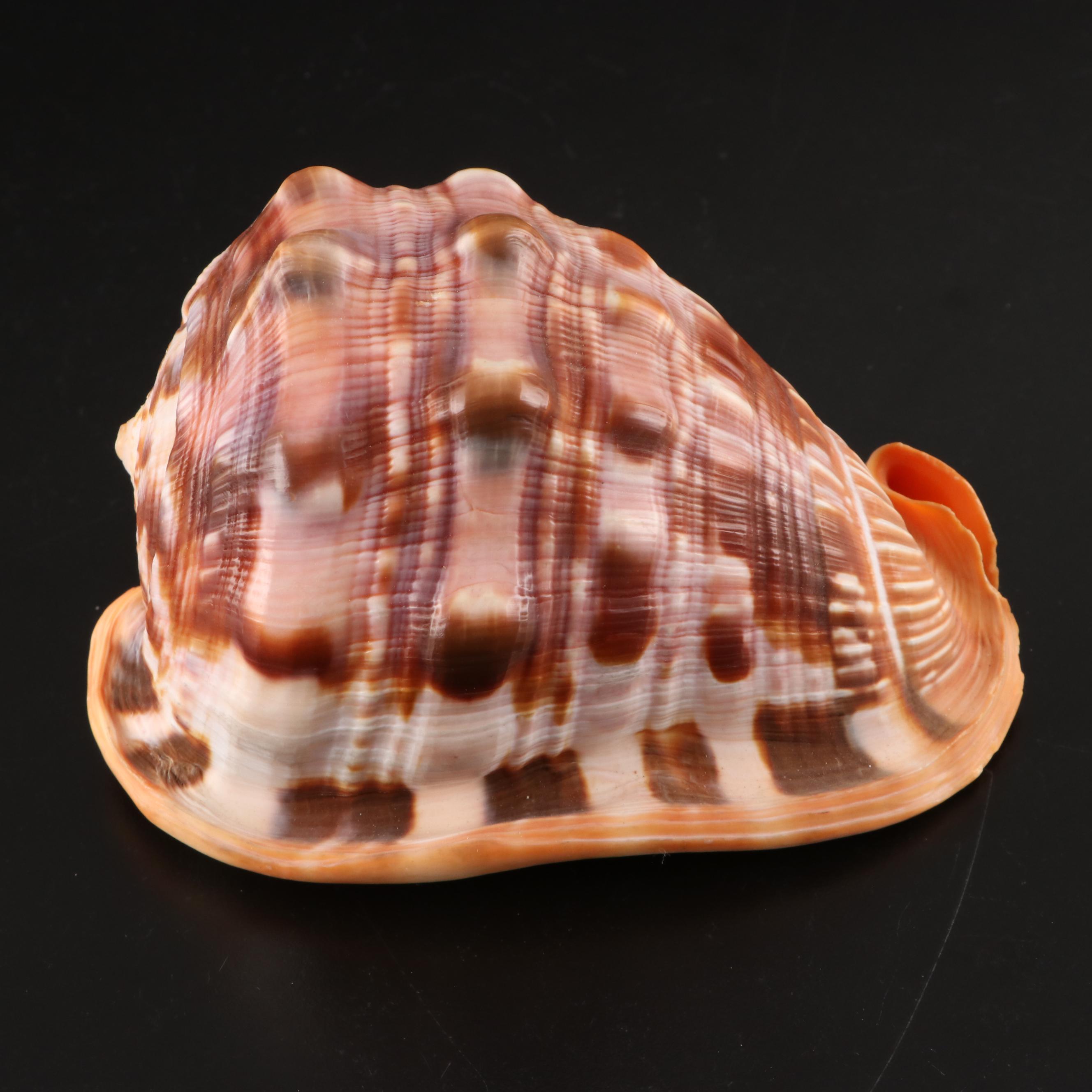 Queen Conchs With Helmet Conch, Ribbed Harp and Murex Shells