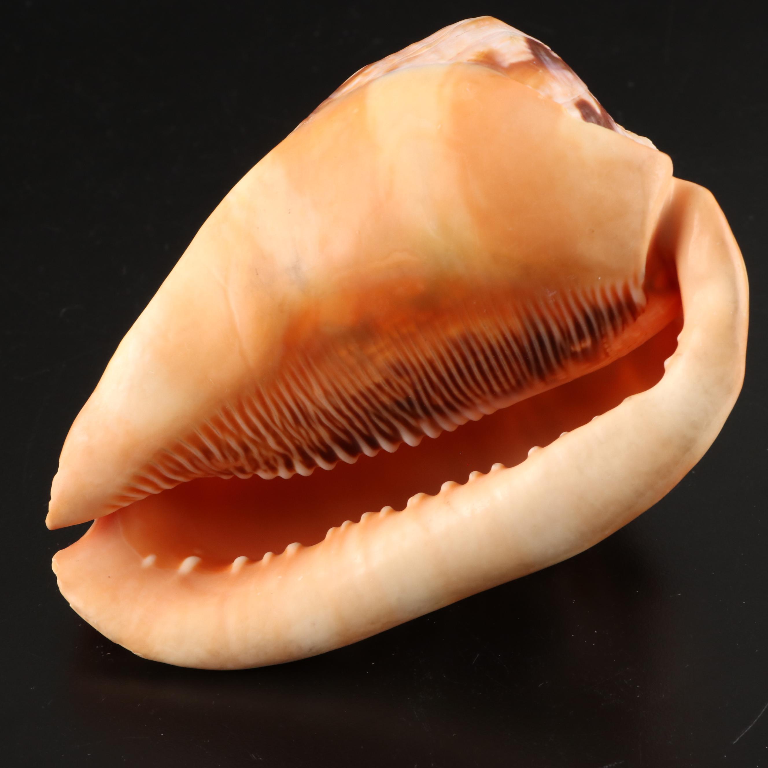 Queen Conchs With Helmet Conch, Ribbed Harp and Murex Shells