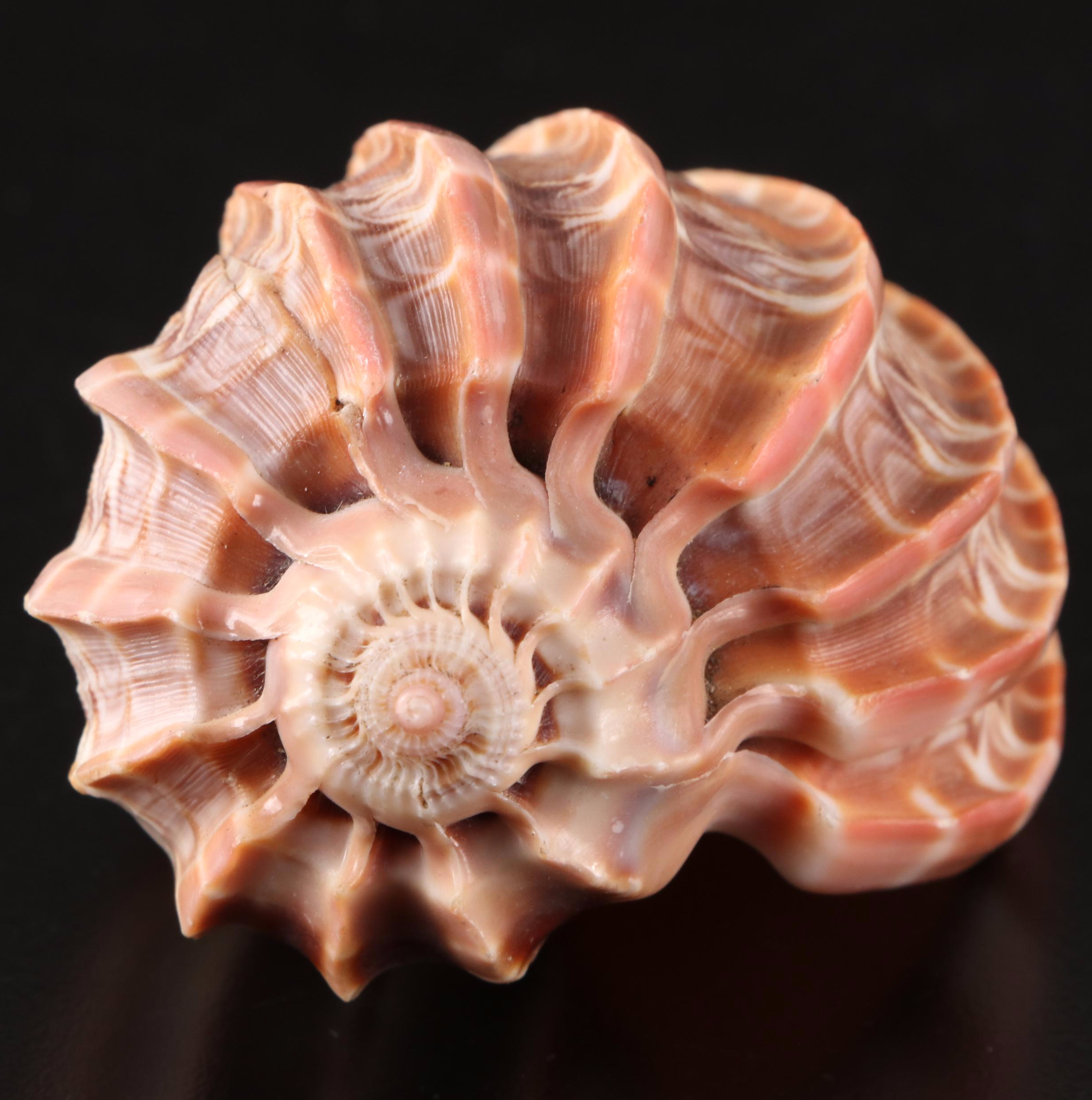 Queen Conchs With Helmet Conch, Ribbed Harp and Murex Shells