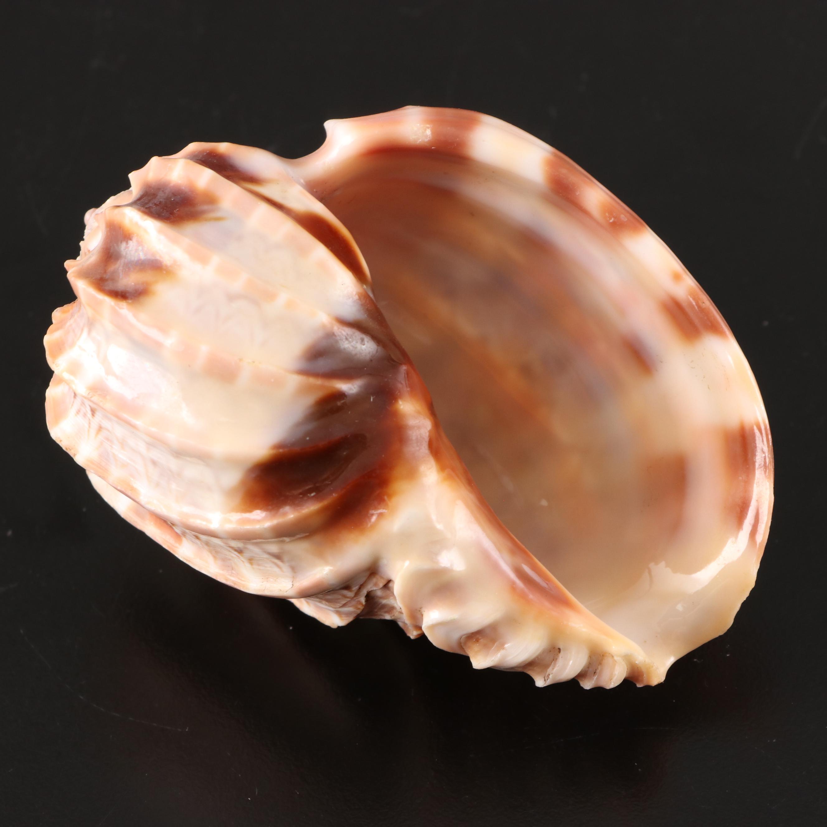 Queen Conchs With Helmet Conch, Ribbed Harp and Murex Shells