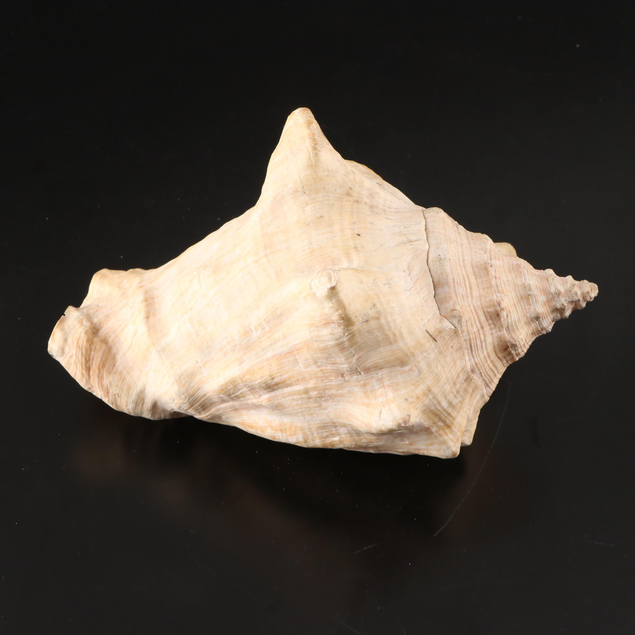 Queen Conchs With Helmet Conch, Ribbed Harp and Murex Shells