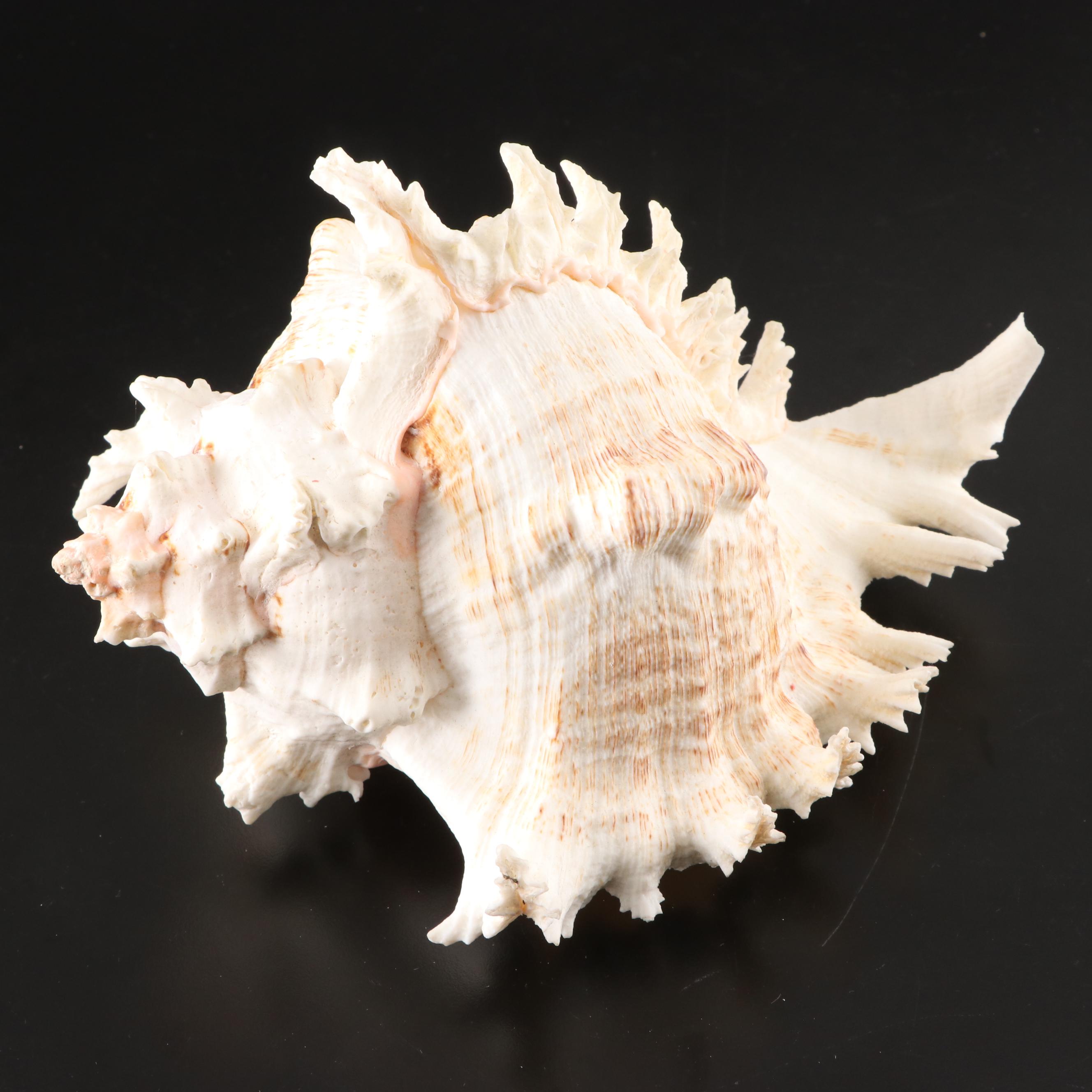 Queen Conchs With Helmet Conch, Ribbed Harp and Murex Shells