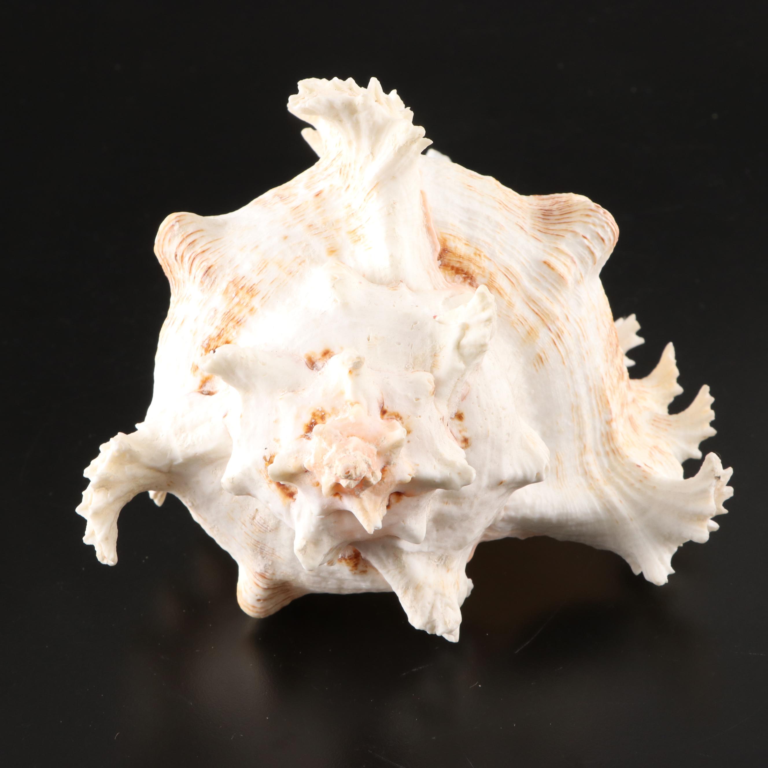 Queen Conchs With Helmet Conch, Ribbed Harp and Murex Shells