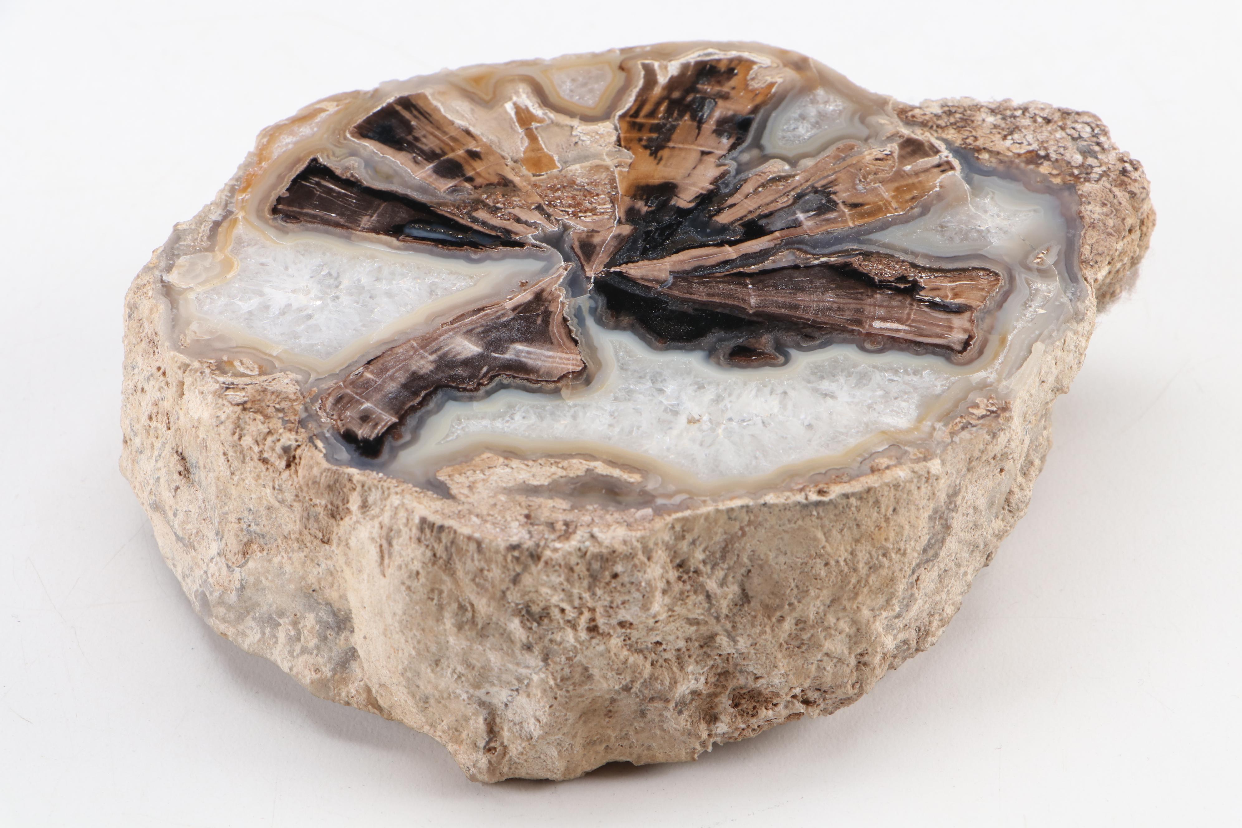 Pair of Polished Agatized Petrified Wood Specimens