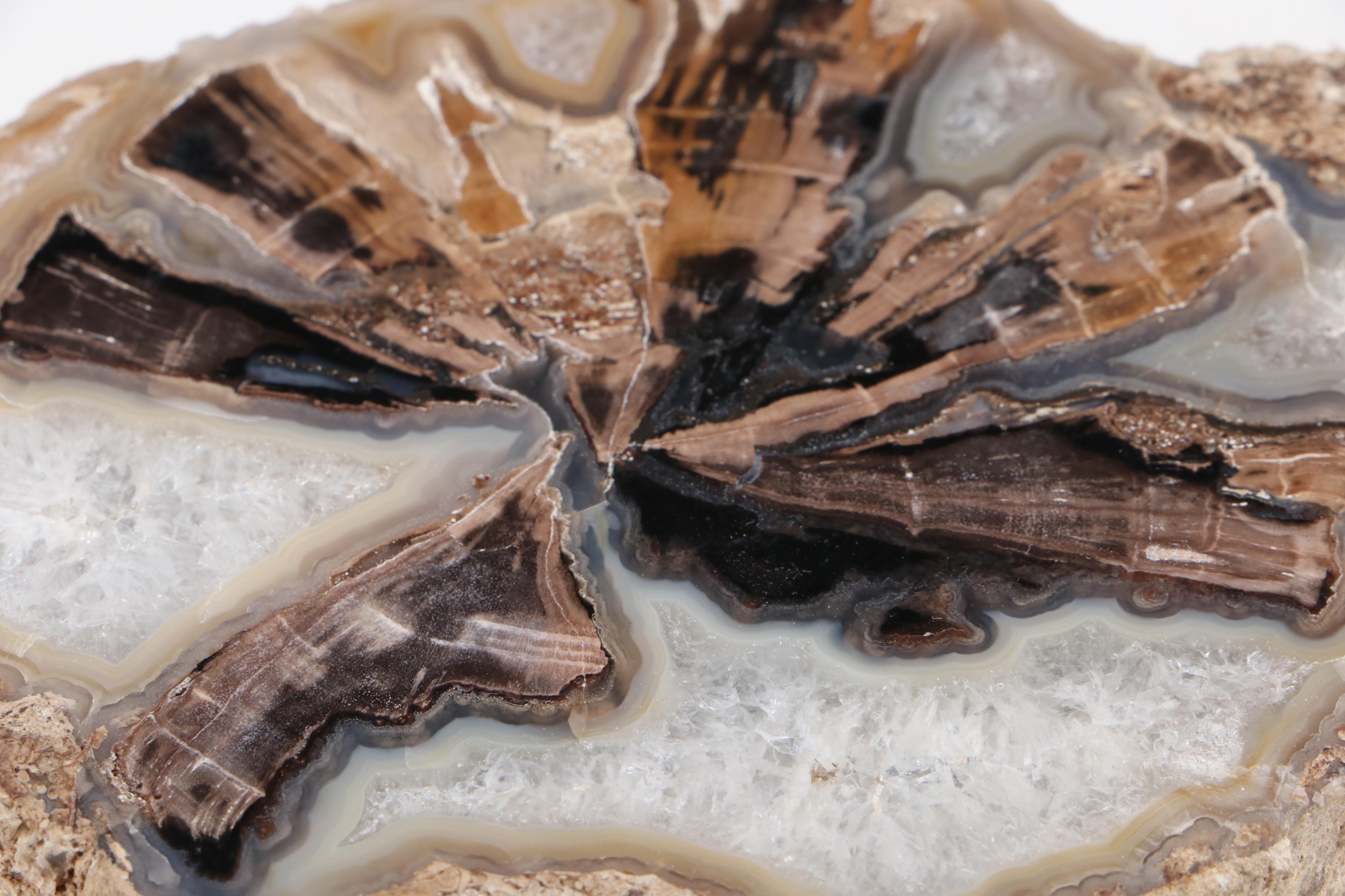 Pair of Polished Agatized Petrified Wood Specimens
