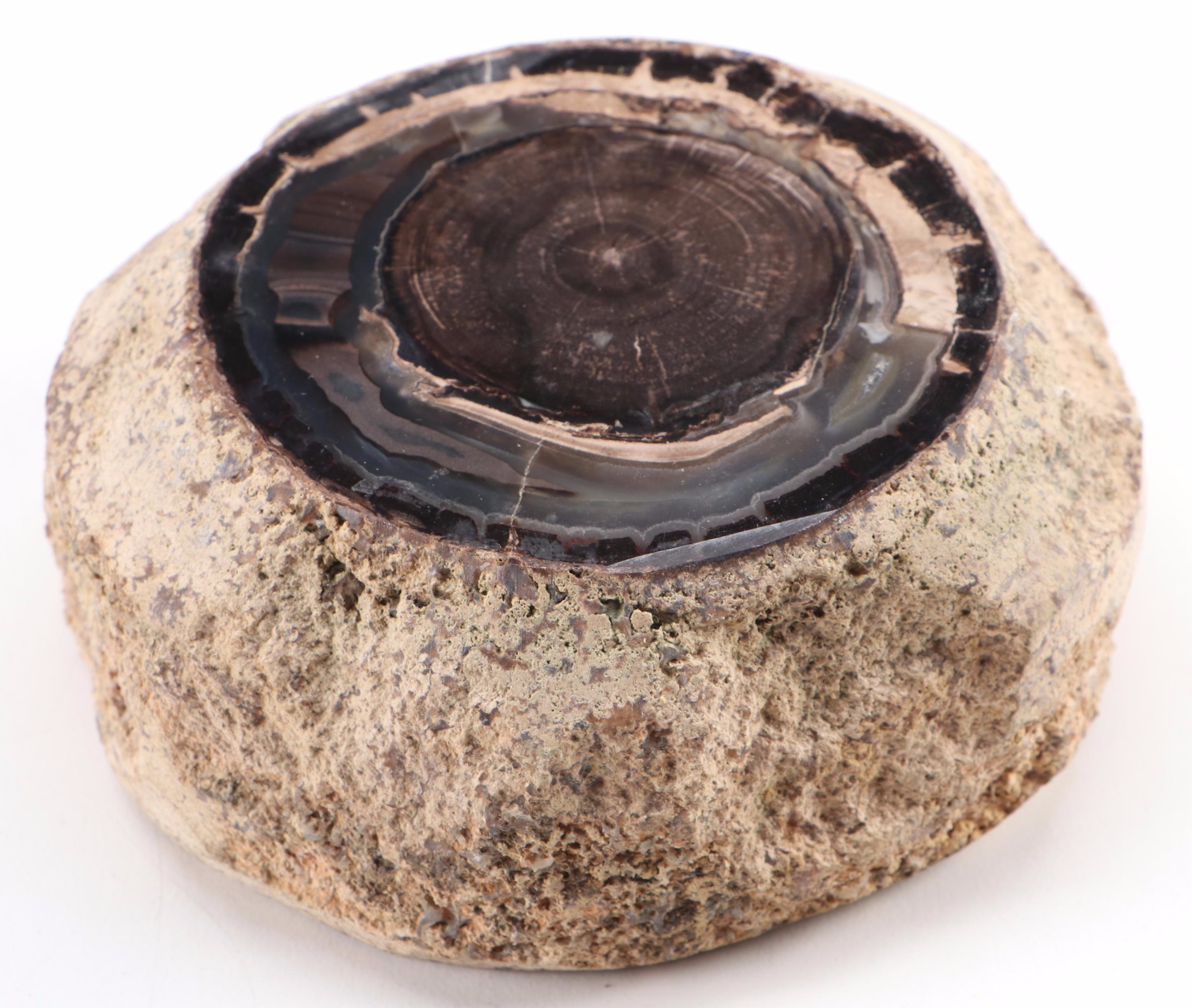 Pair of Polished Agatized Petrified Wood Specimens