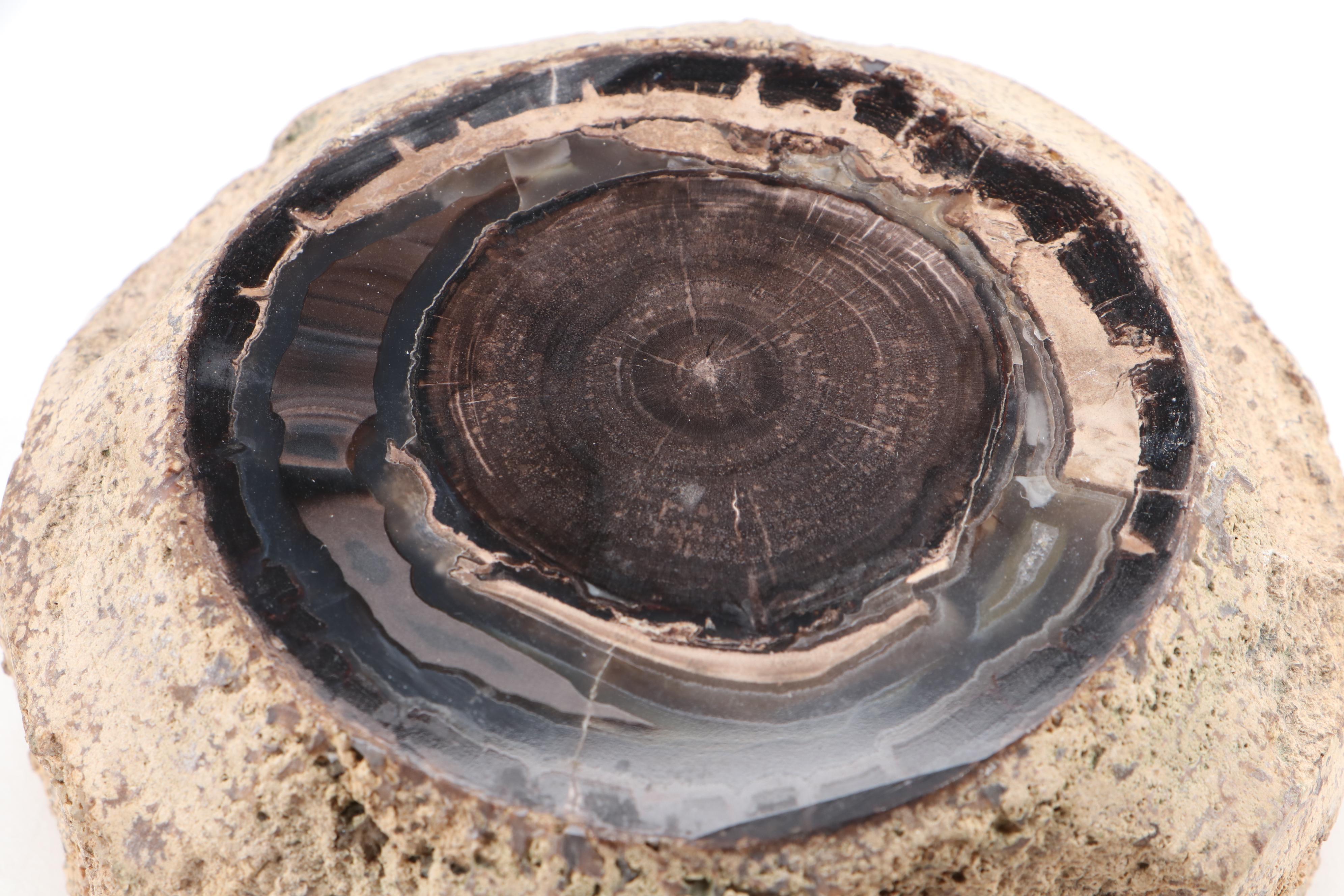Pair of Polished Agatized Petrified Wood Specimens