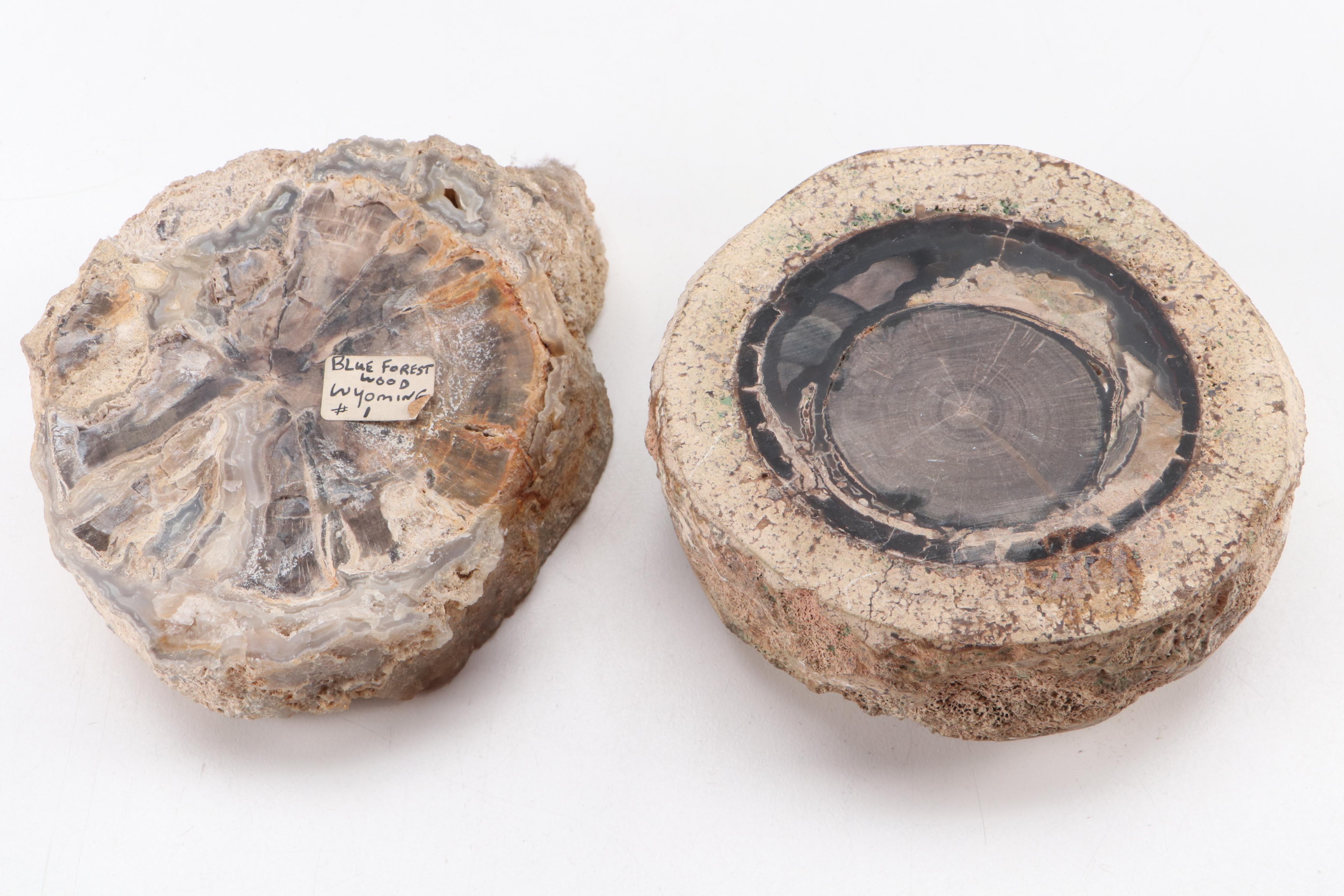 Pair of Polished Agatized Petrified Wood Specimens