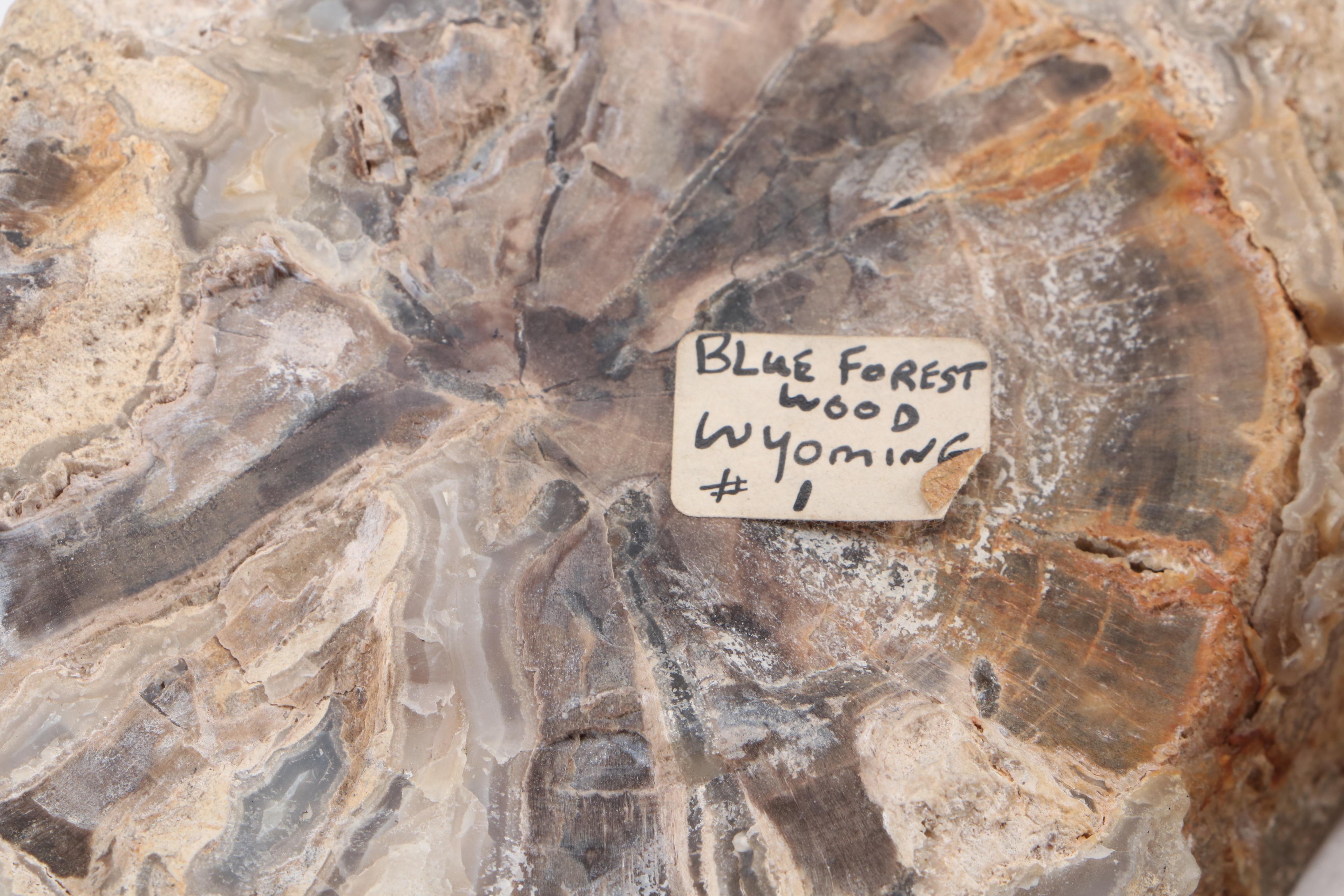 Pair of Polished Agatized Petrified Wood Specimens