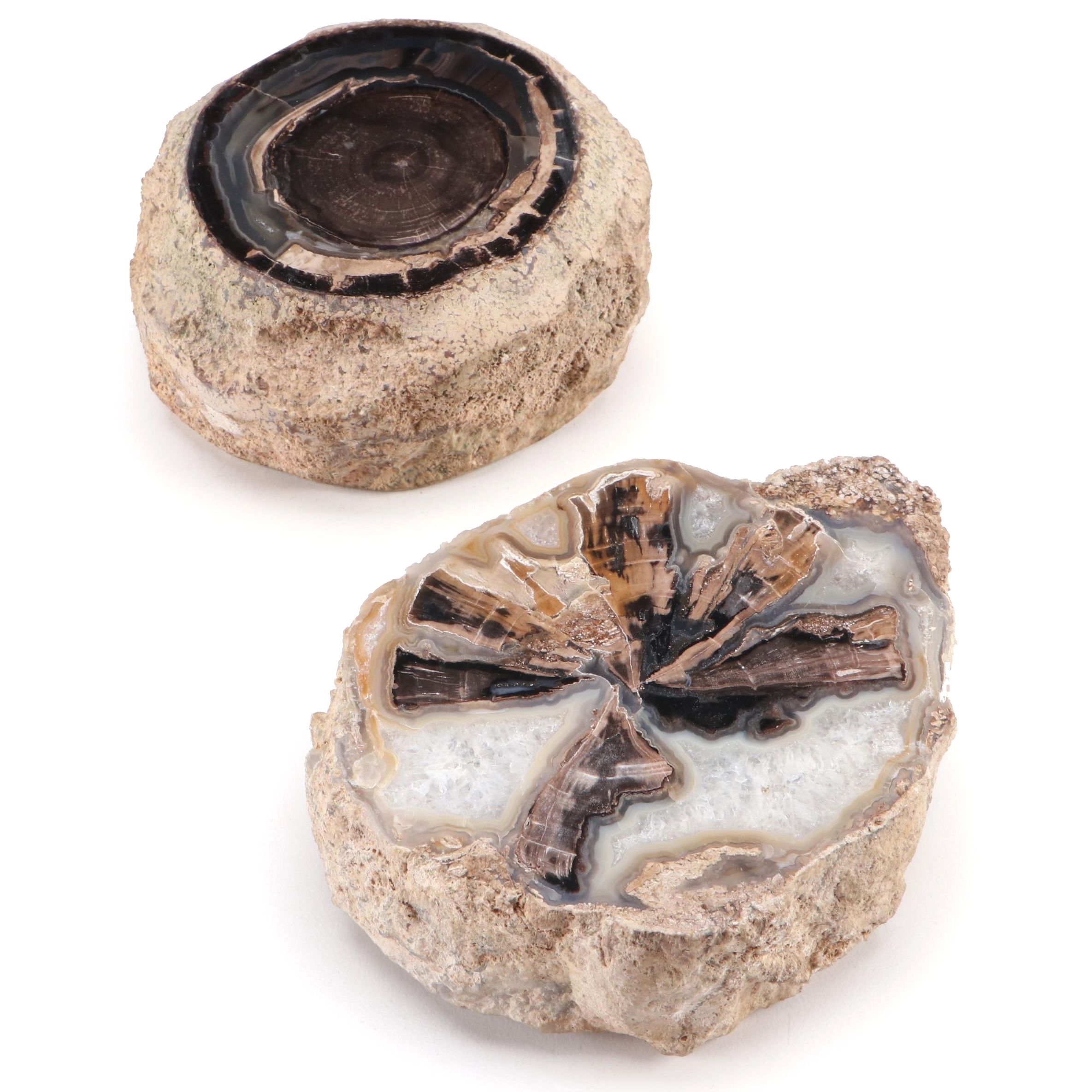 Pair of Polished Agatized Petrified Wood Specimens