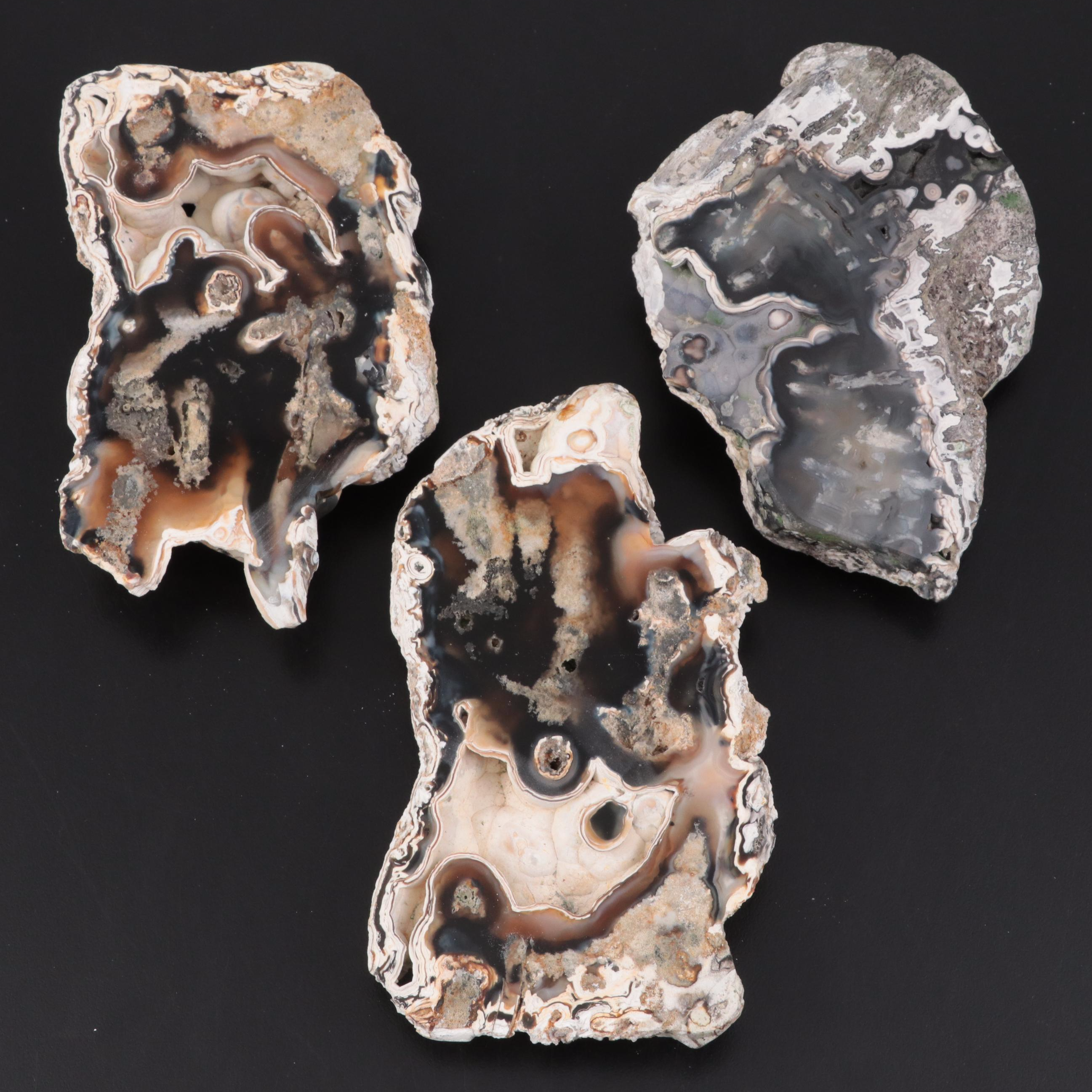 Three Agatized Fossil Coral Specimens