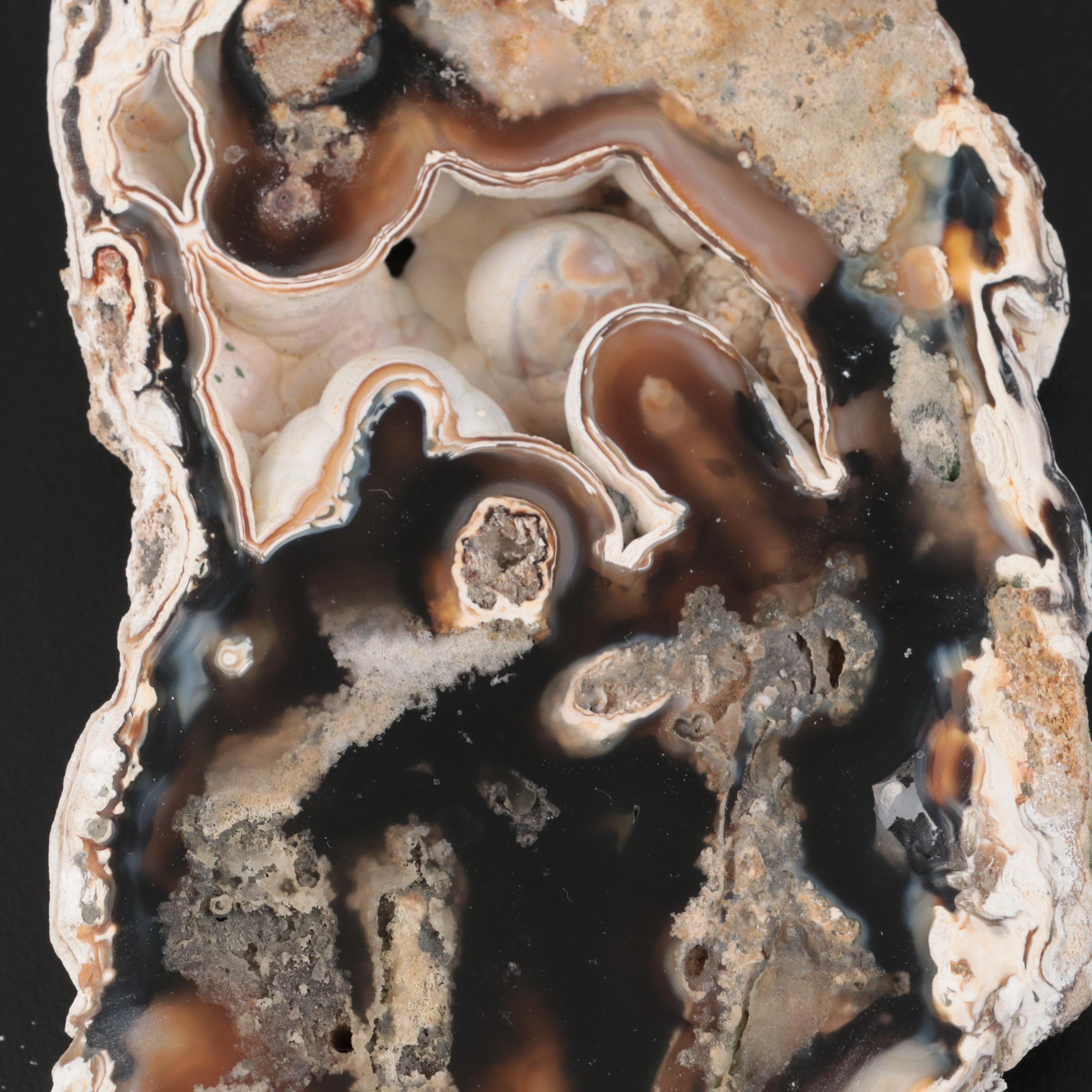 Three Agatized Fossil Coral Specimens