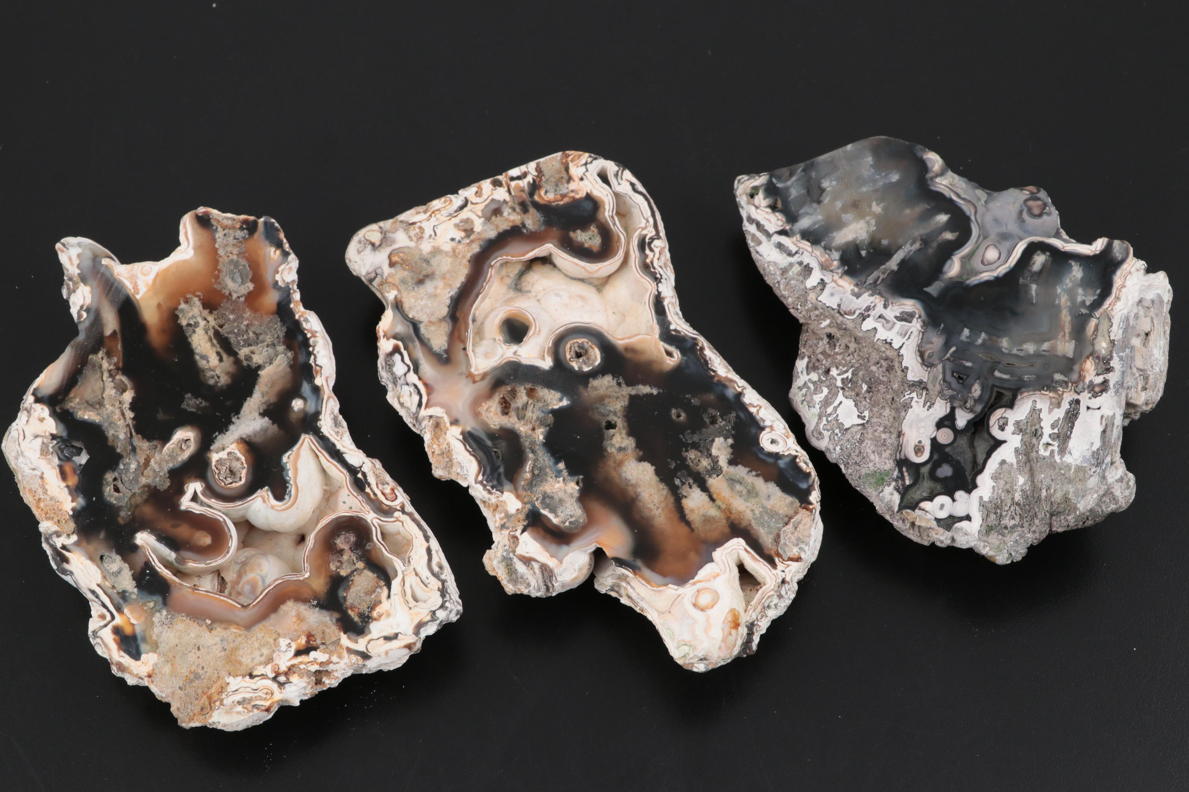 Three Agatized Fossil Coral Specimens