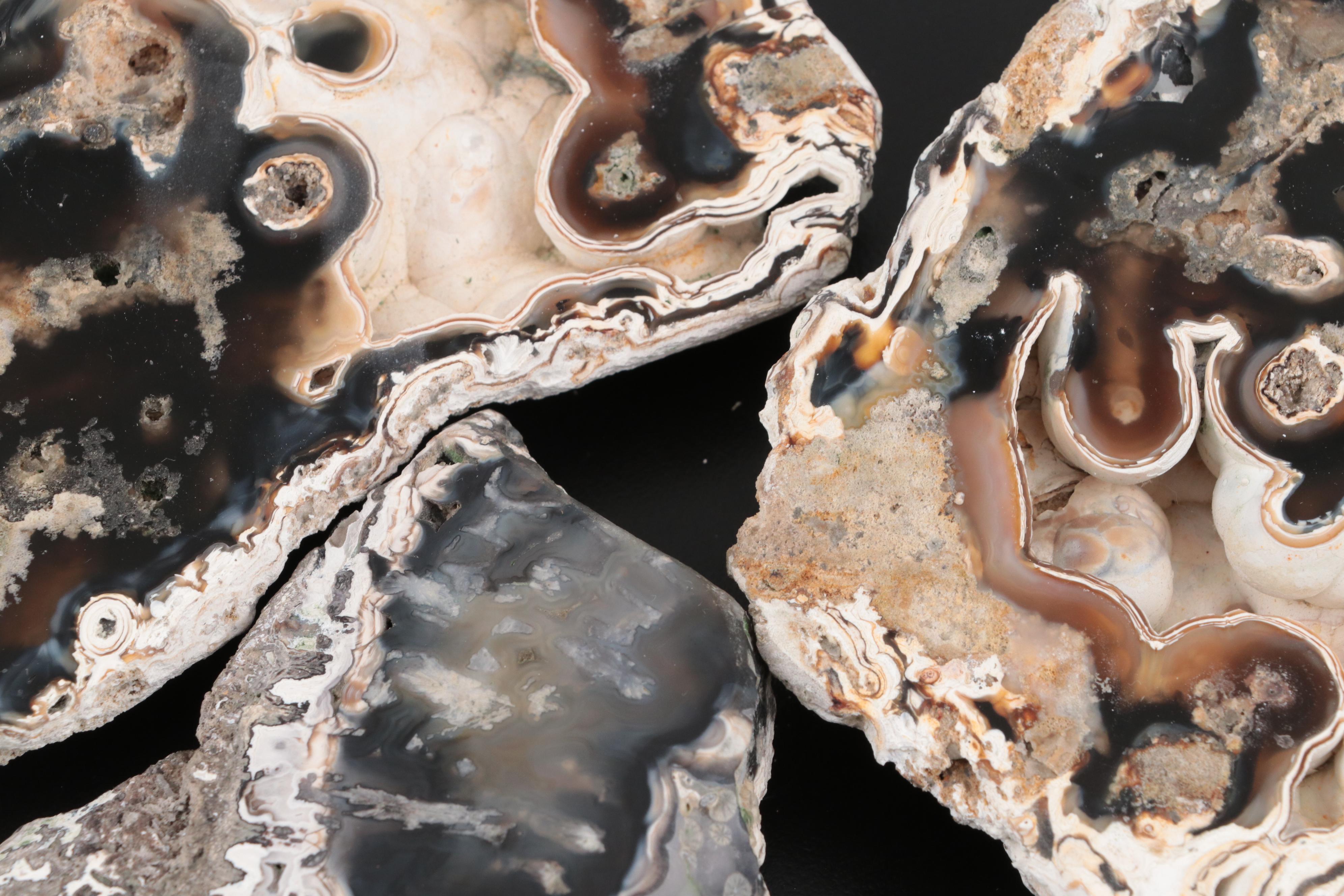 Three Agatized Fossil Coral Specimens