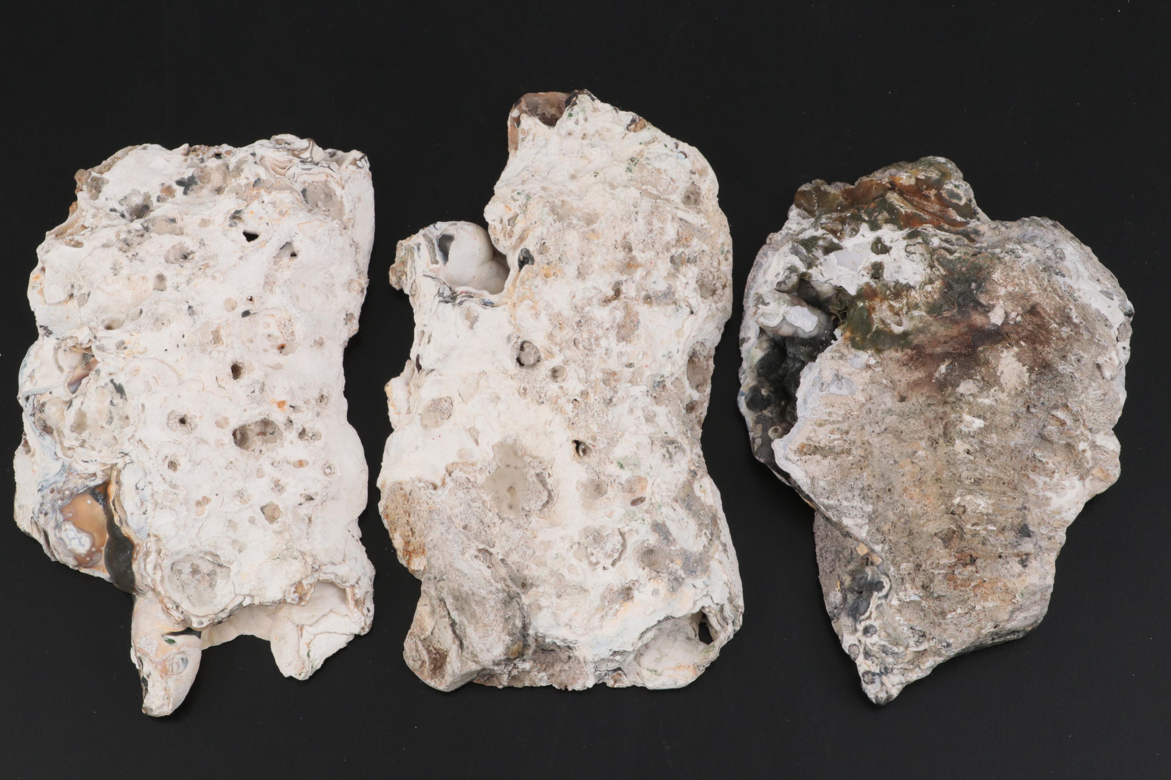 Three Agatized Fossil Coral Specimens