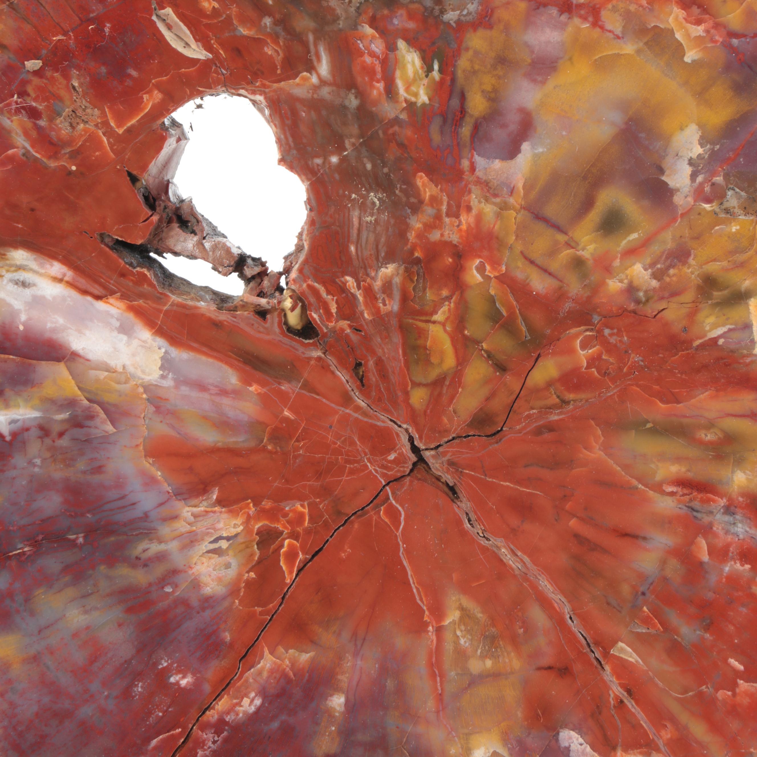 Polished Rainbow Agatized Petrified Wood Slab