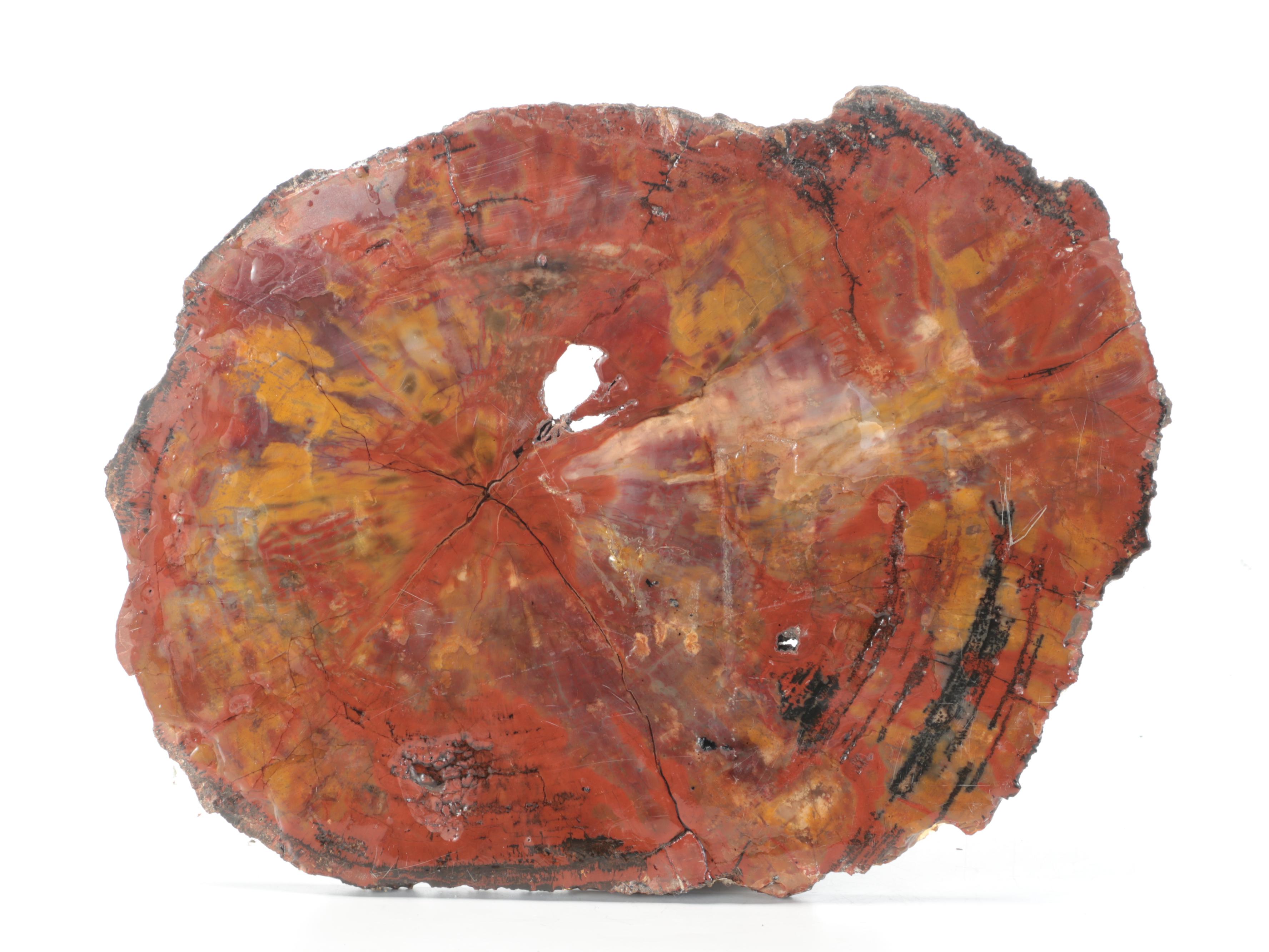 Polished Rainbow Agatized Petrified Wood Slab