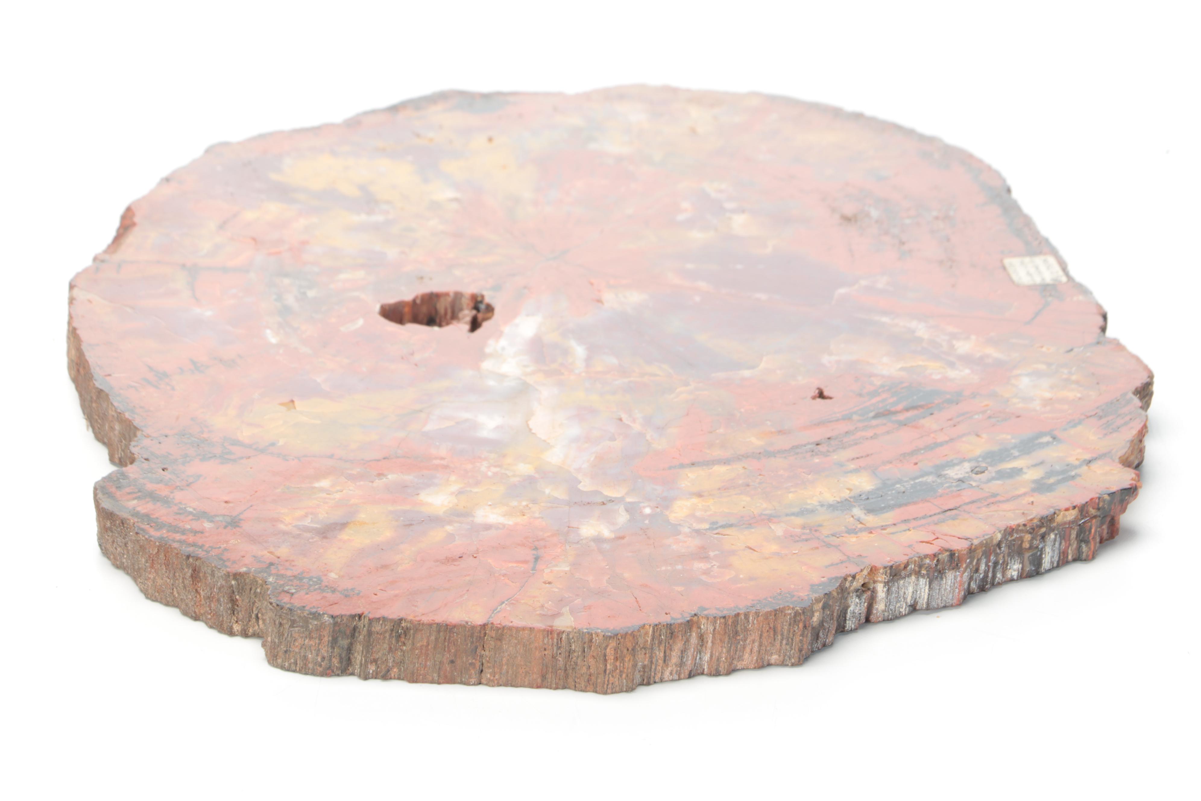 Polished Rainbow Agatized Petrified Wood Slab