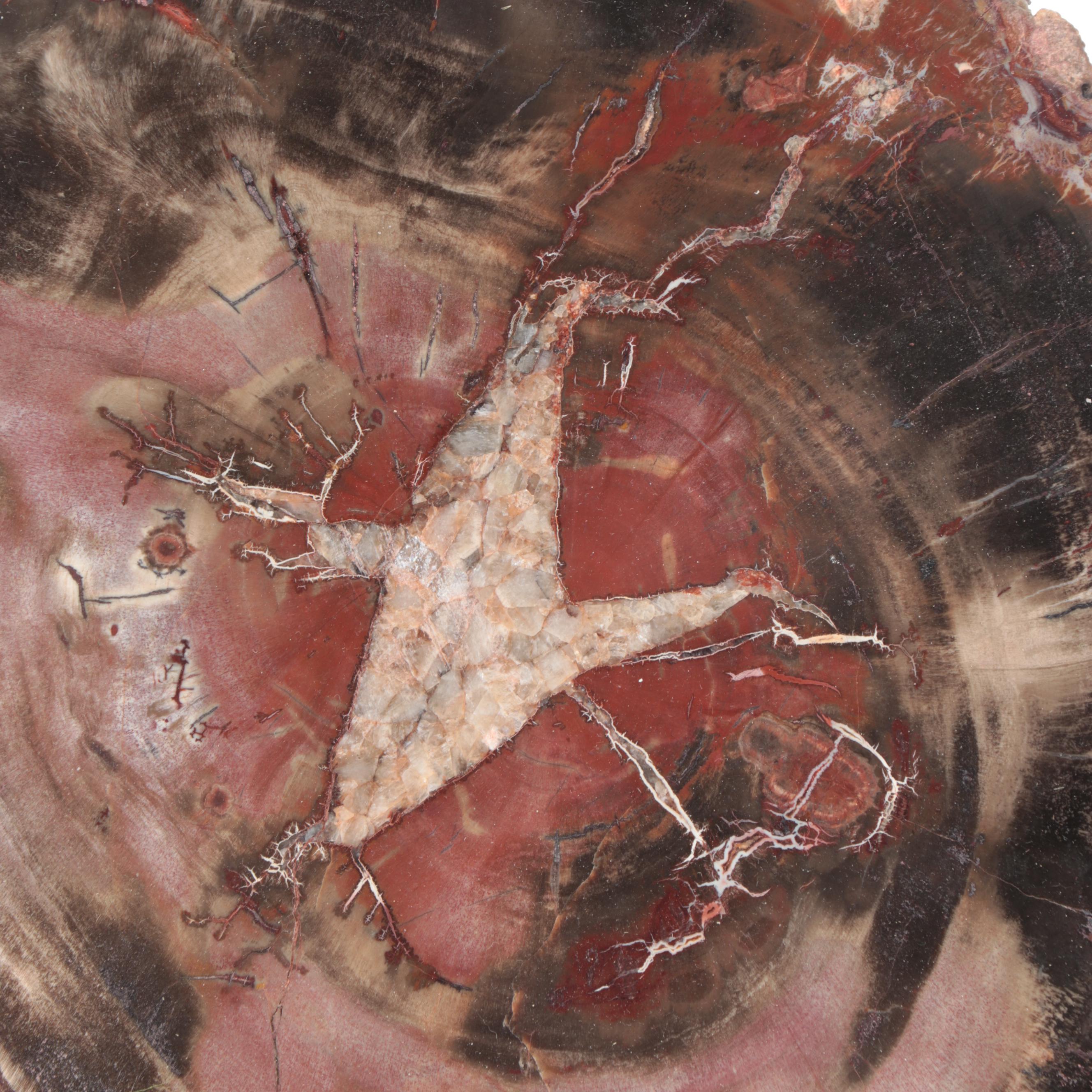 Polished Petrified Agatized Wood Slab