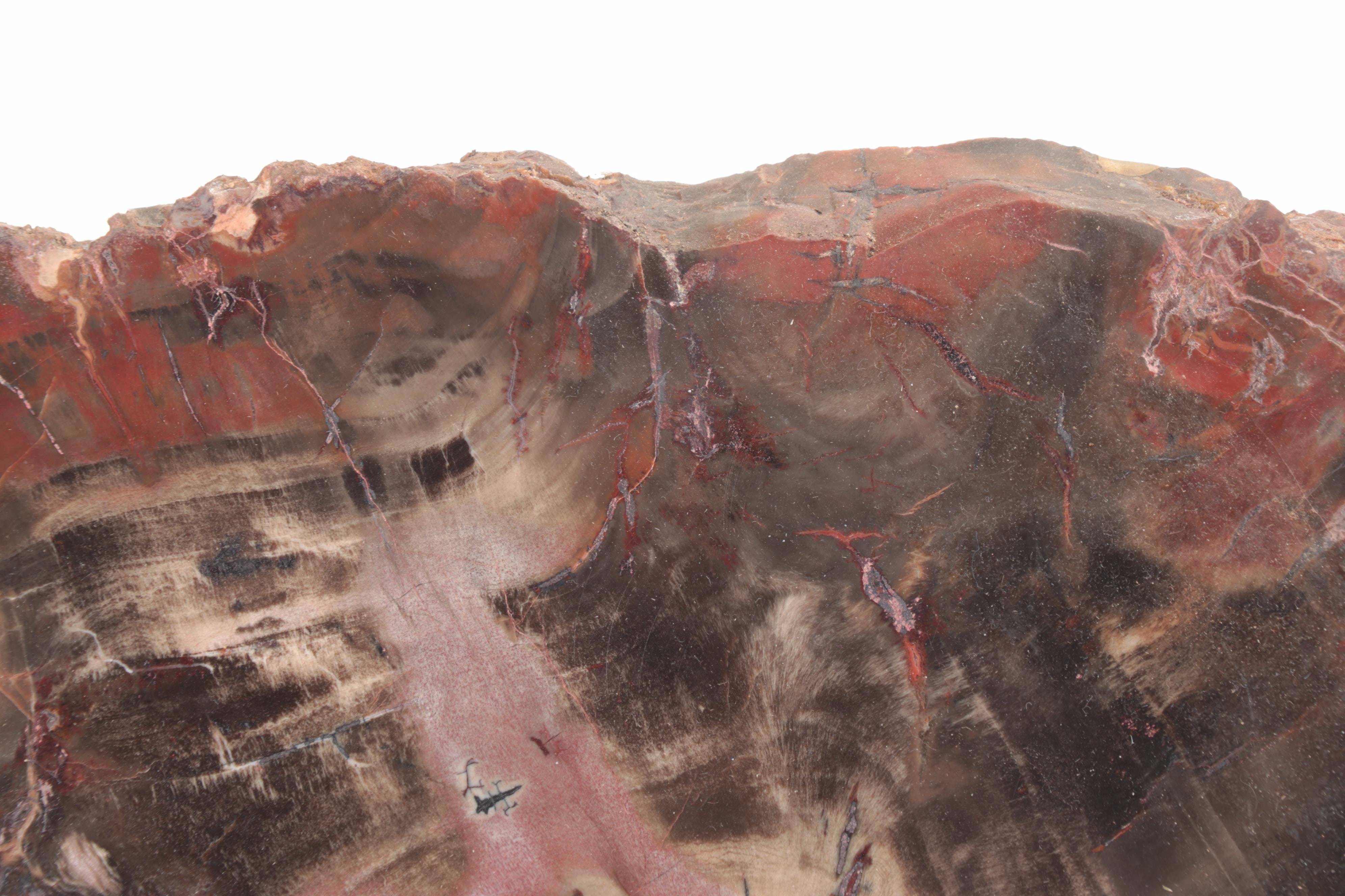 Polished Petrified Agatized Wood Slab