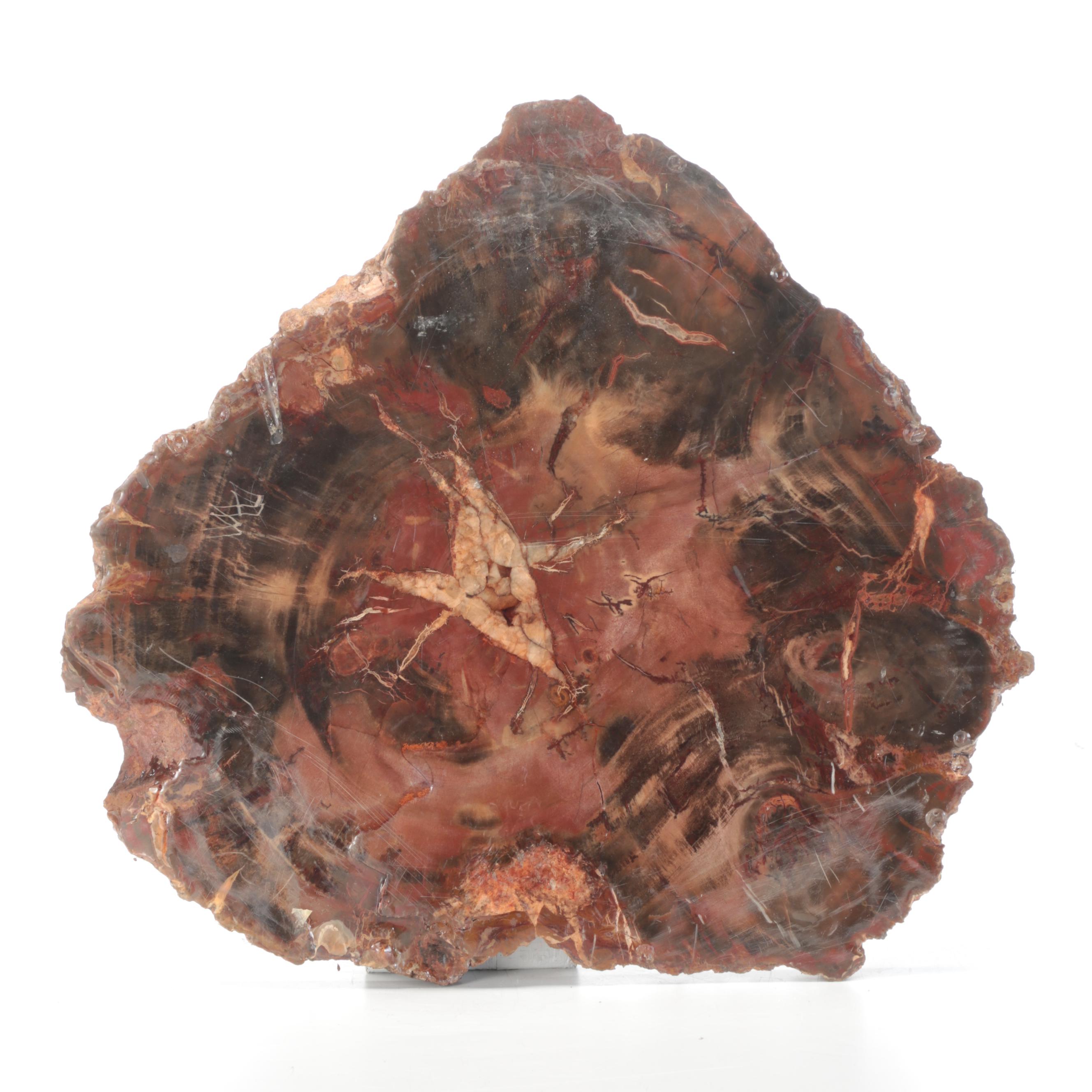 Polished Petrified Agatized Wood Slab