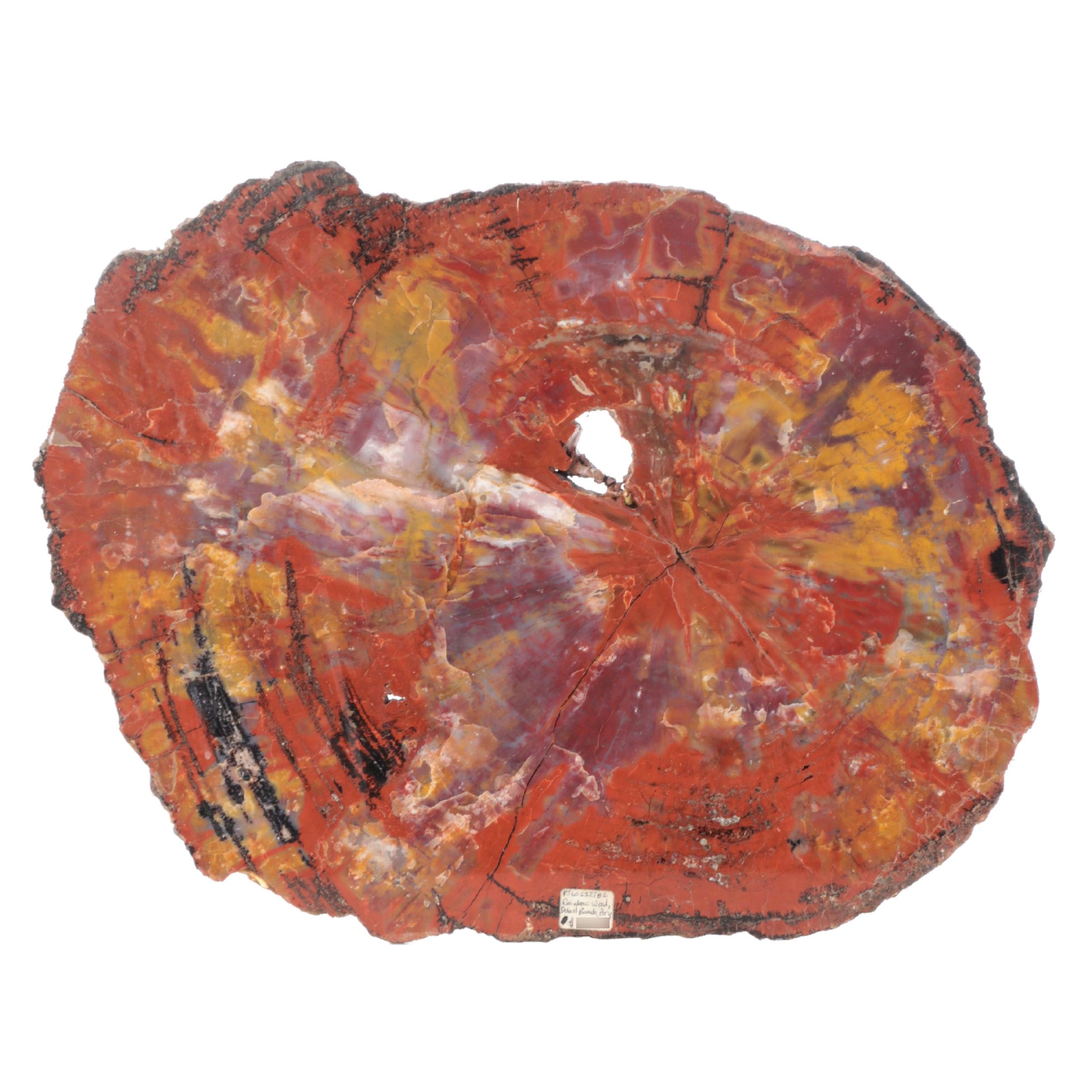 Polished Rainbow Agatized Petrified Wood Slab