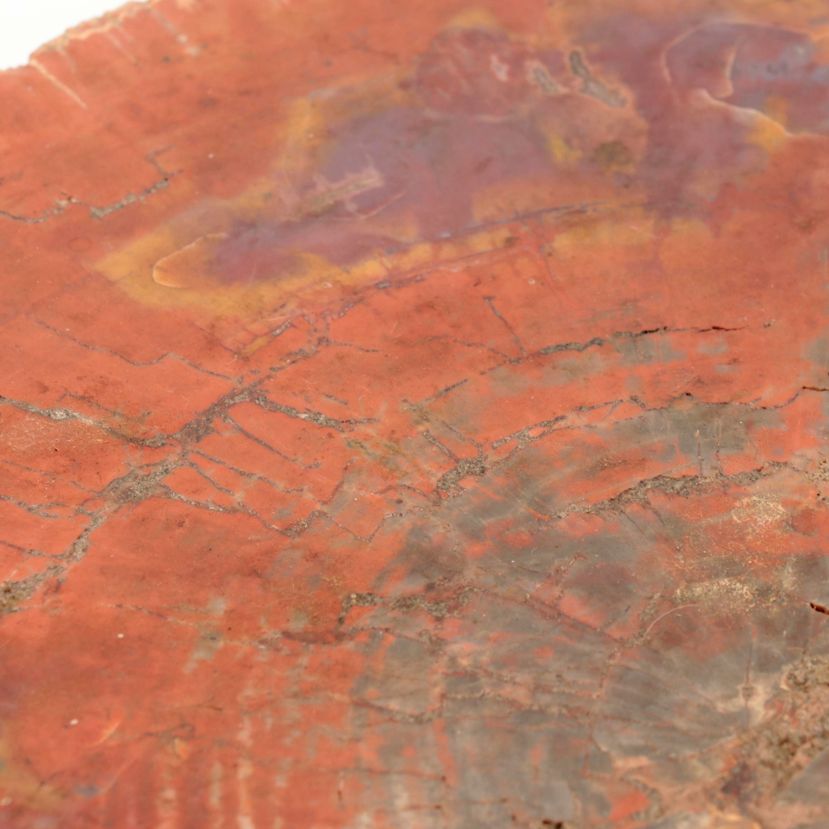 Cut Polished Petrified Wood Slab Bookends