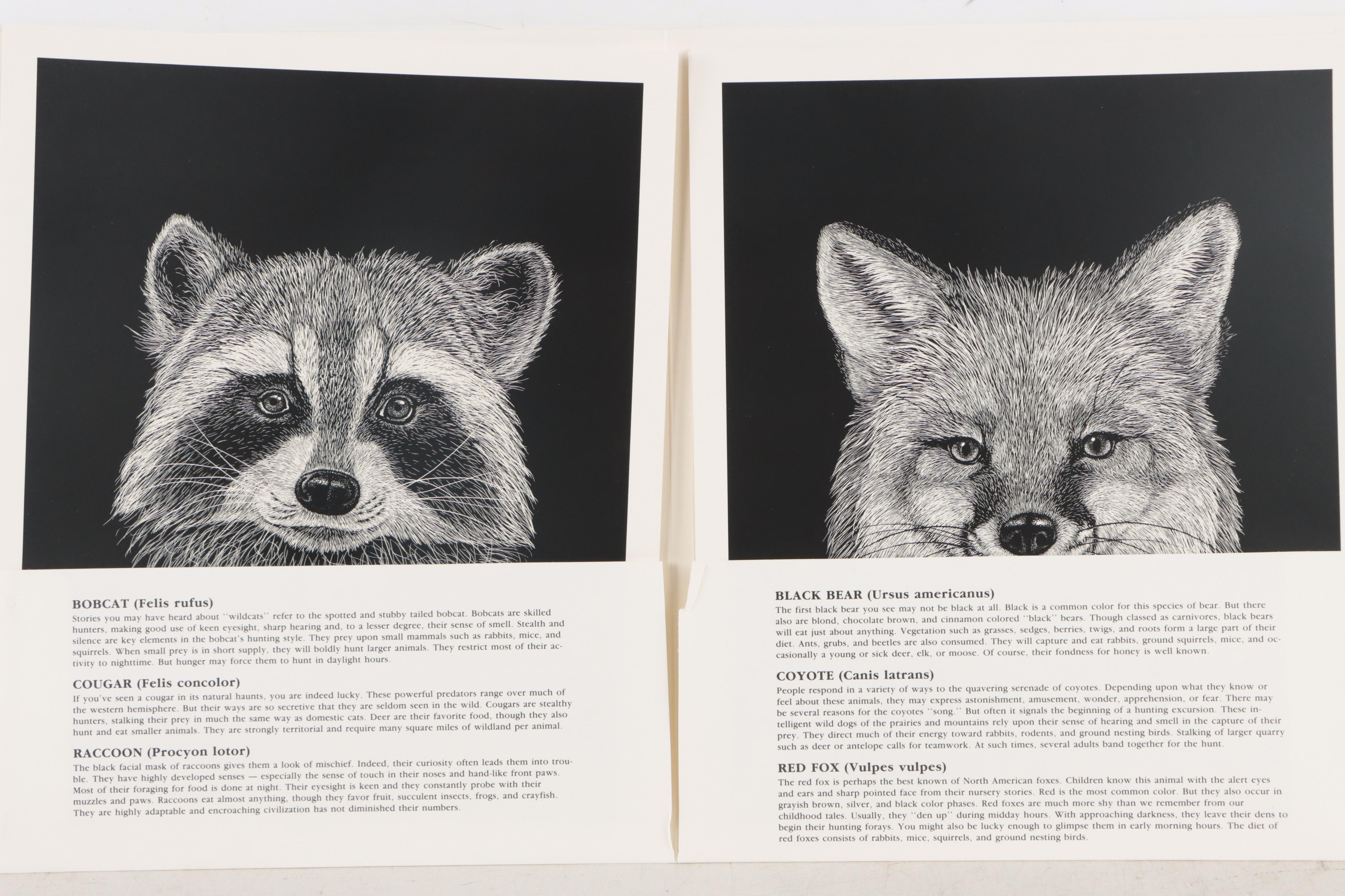 Photomechanical Prints After Dale C. Thompson "Portfolio of Wildlife Portraits"