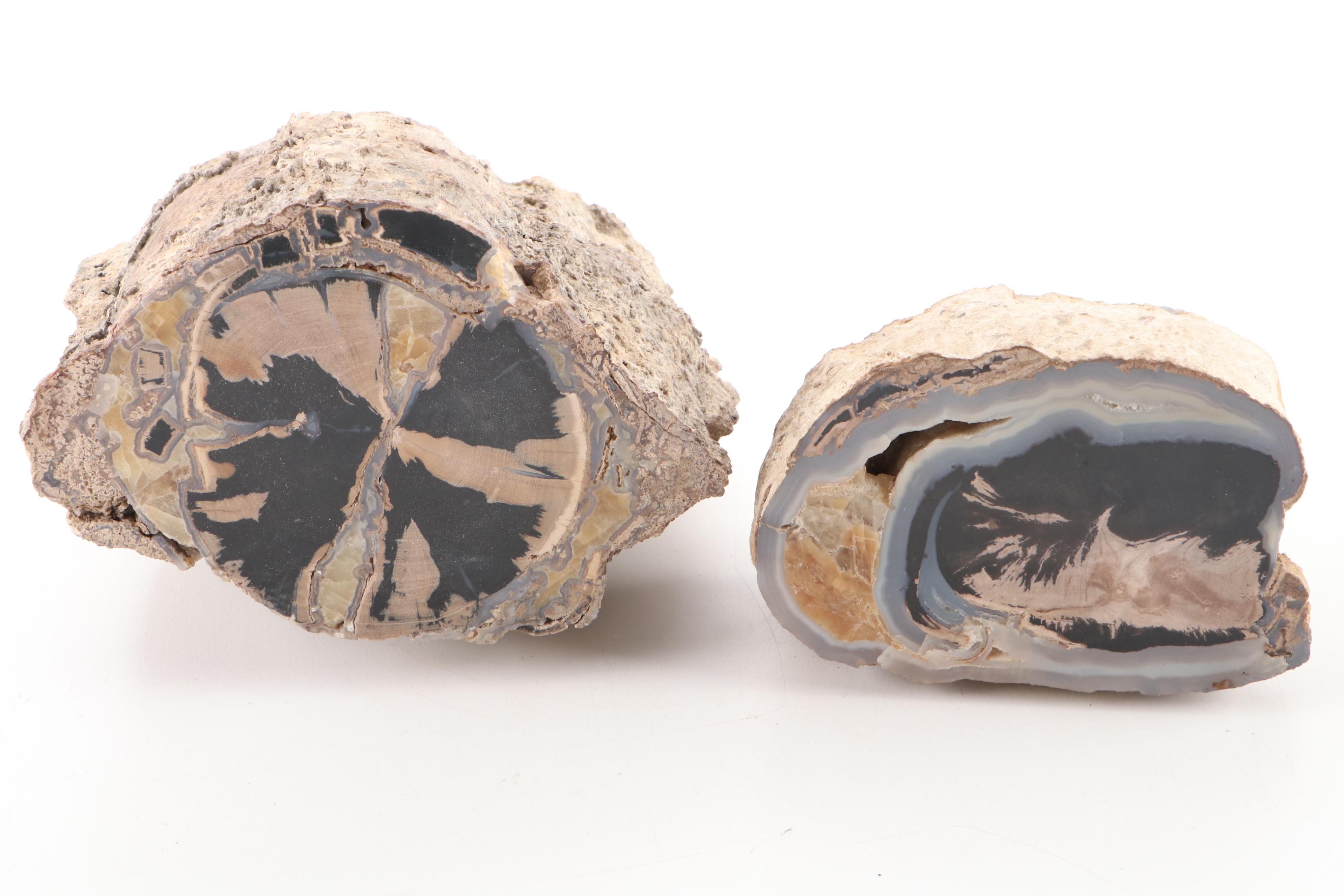 Agatized Petrified Wood Specimens