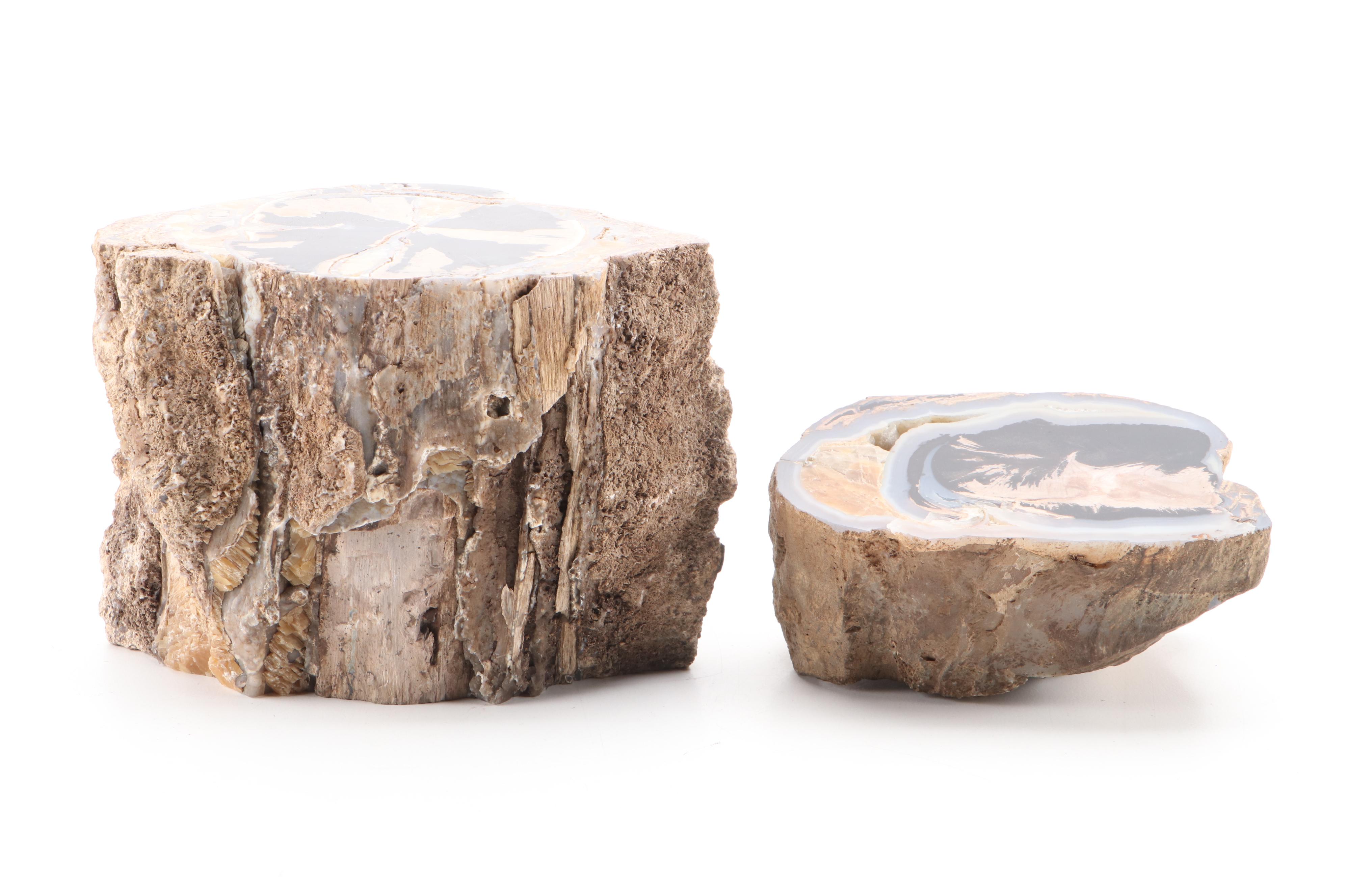 Agatized Petrified Wood Specimens