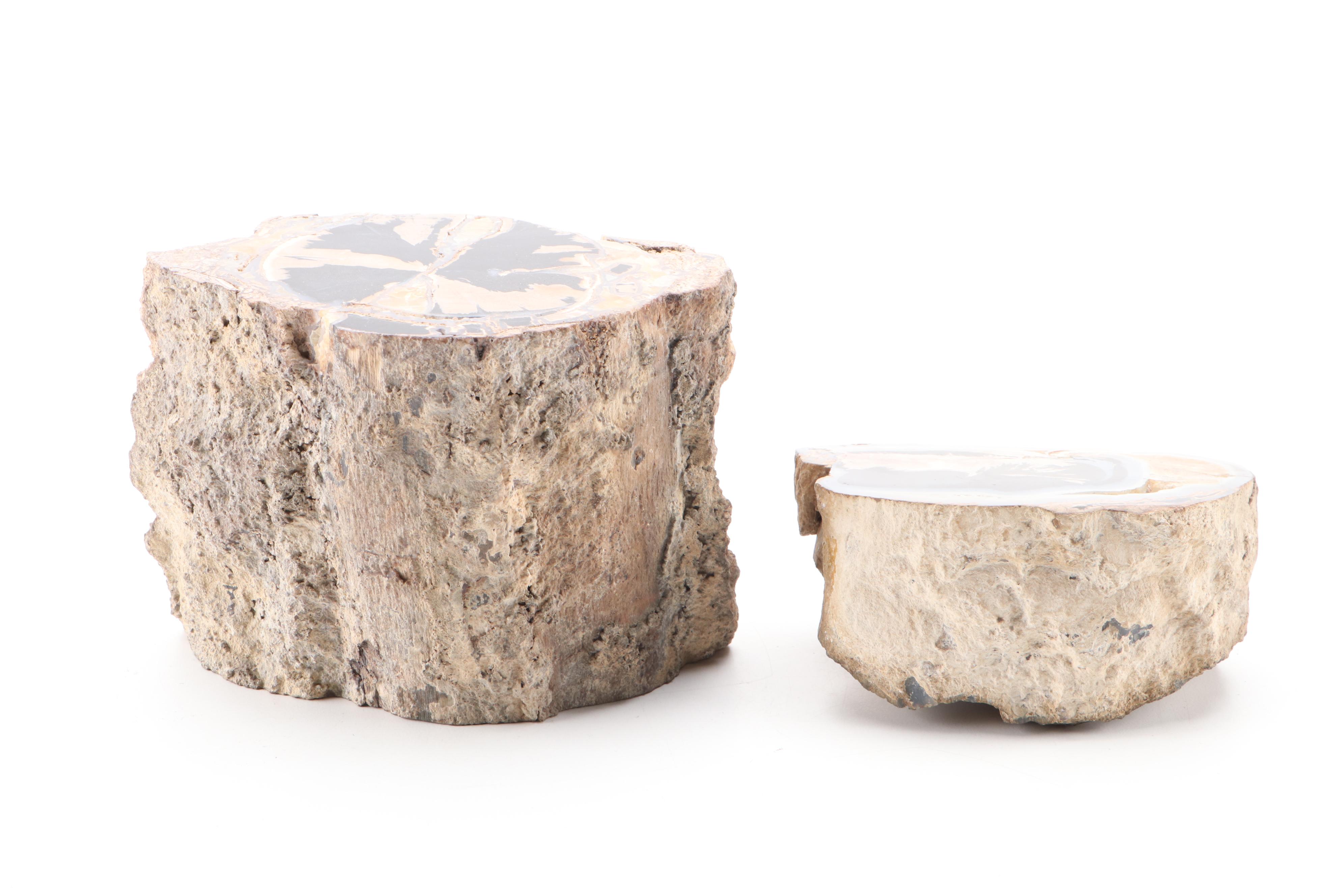 Agatized Petrified Wood Specimens