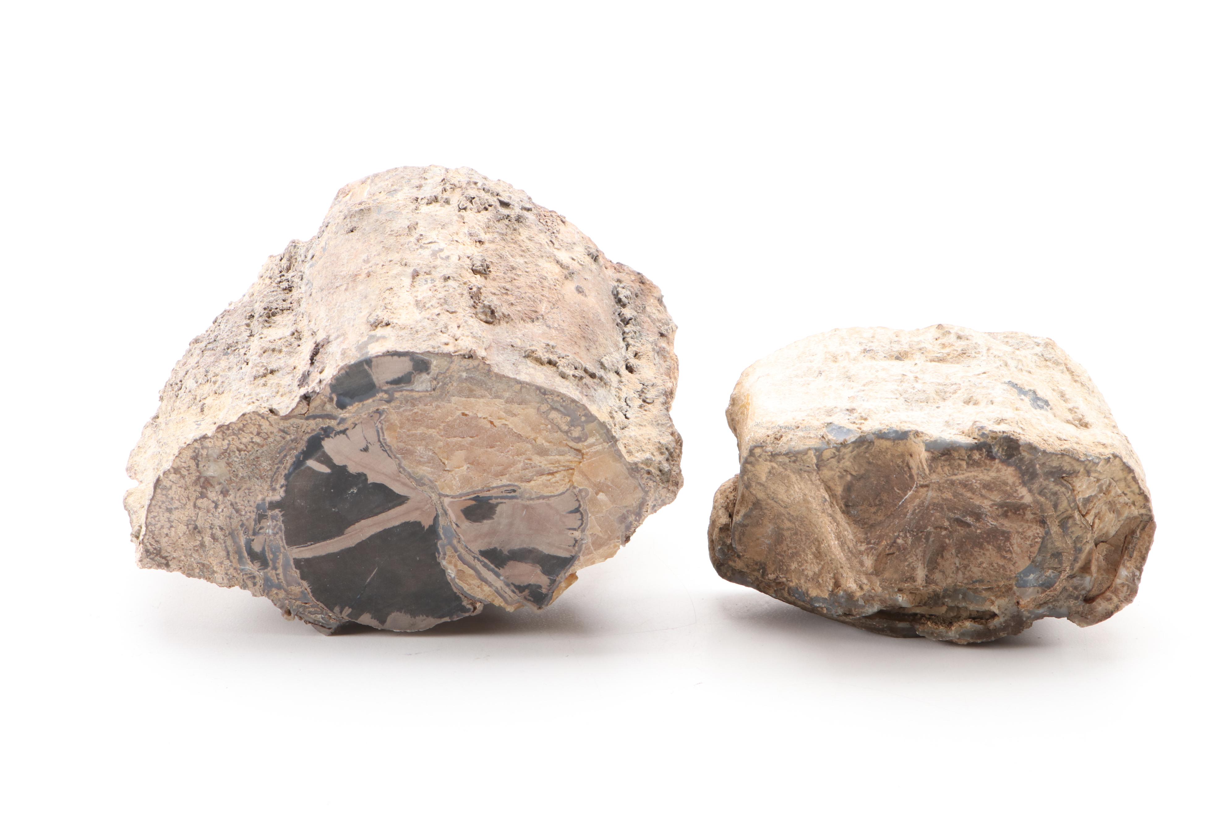 Agatized Petrified Wood Specimens