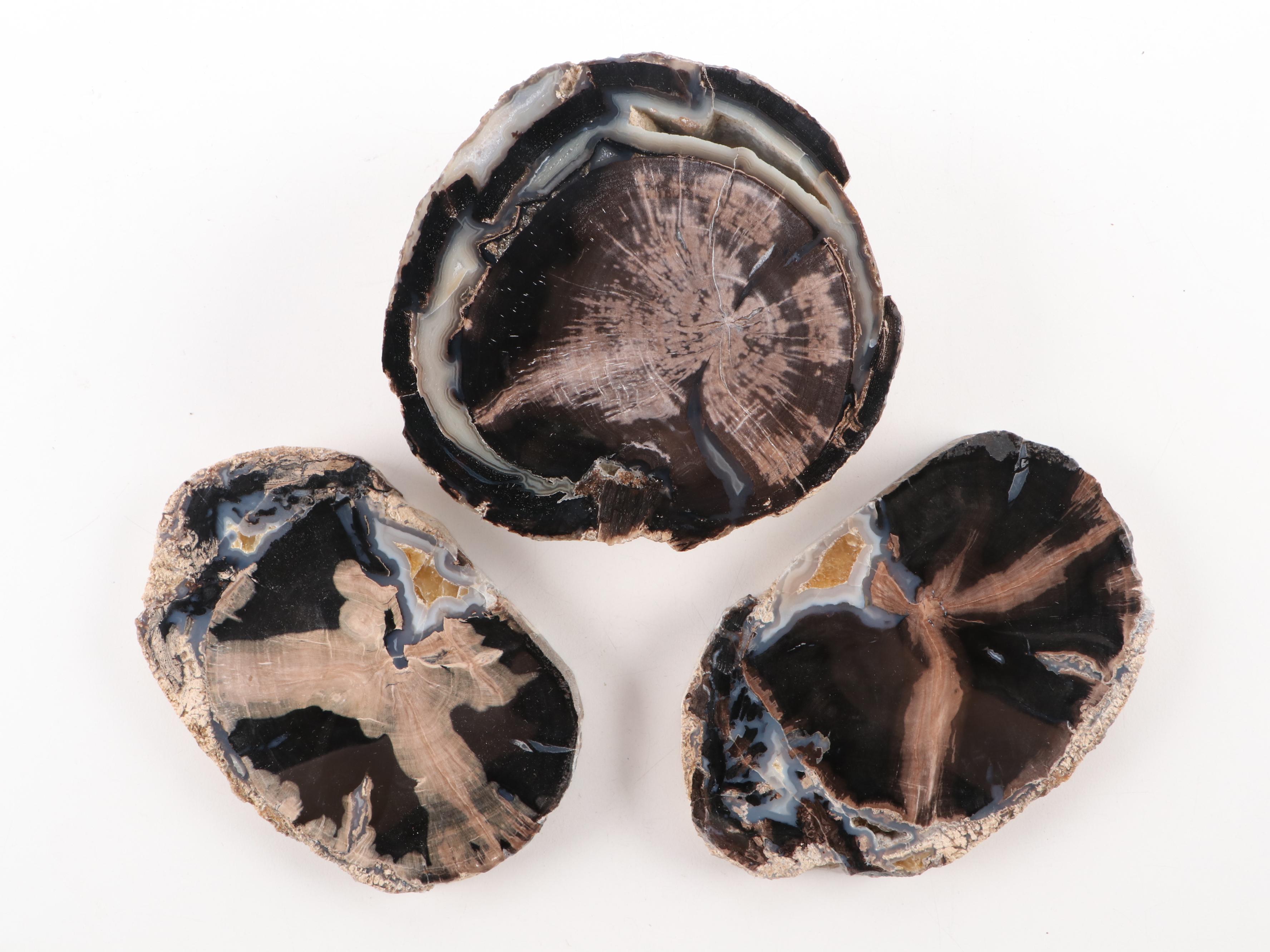 Agatized Petrified Wood Specimens